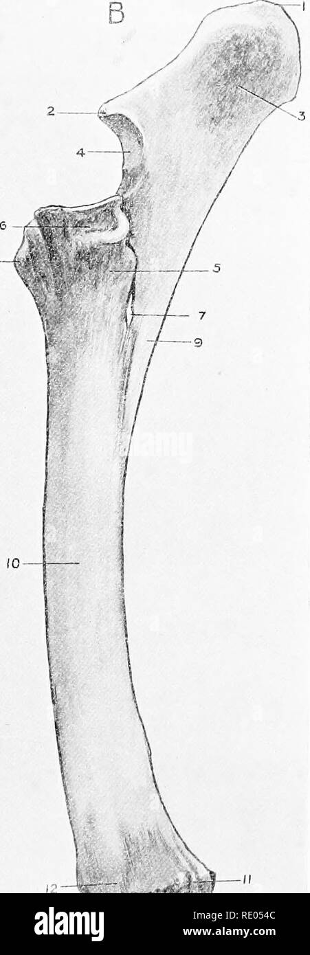 . L'Anatomie chirurgicale du cheval ... Les chevaux. &Gt ;^ :^ -,v,3 Assiette XV.-radius et cubitus gauche A.-innilR au sommet de l'olécrâne aspect I. Processus. 2. Bec du cubitus. 3. Surface intérieure légèrement concave de l'olécrâne. 4. Cavité sigmoïde. 5. Corps du cubitus. 6. Surface articulaire supérieure de rayon. 7. Radio-ulnaire arch. 8. Tubérosité Bicipital. 9. Les élévations rugueuses pour raccordement de supra-bande du fléchisseur carpien perforatus. 10. De l'arbre. ladius. ^licned Ronj ridge de l'attachement de la fourrure du genou ligament commun postérieur. 12. Rainure pour tendon du muscle extenseur de l'melacarpi oblic|uus. 13. ]'"Oecp pour articulation w Banque D'Images