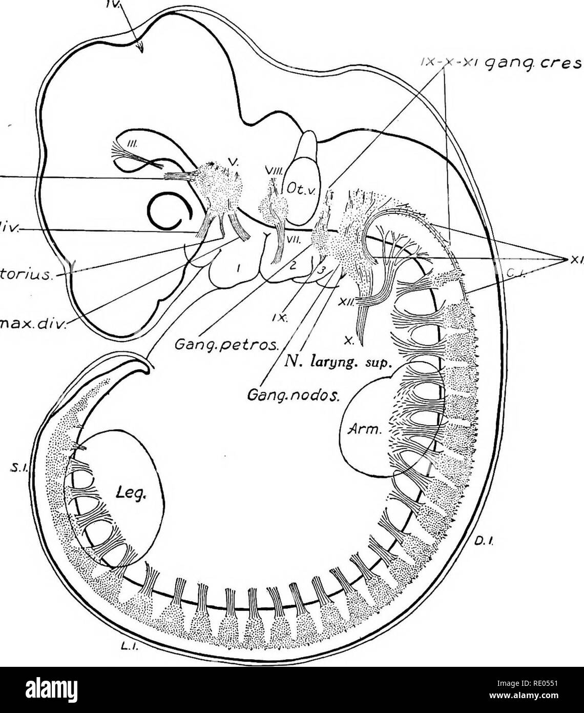. Un manuel de laboratoire et texte-livre de l'embryologie. L'embryologie. 352 LE SYSTÈME NERVEUX PÉRIPHÉRIQUE, la plus grande partie de la moelle. Processus périphériques des cellules ganglionnaires inscrivez-vous la racine ventrale fibres dans le tronc du nerf (Fig. 342). À 10 mm. (Fig. 341) les fibres sont allongés et les ponts cellulaires de la crête entre le ganglion ganglion spinal ont commencé à disparaître. Dans les sec- tions transversales à ce stade (Fig. 307 et 342) les différentes parties d'un nerf spinal peut être le tronc du nerf juste ventral à l'Union européenne de la nageoire dorsale et ventrale vu. ix-x-xi gan Banque D'Images