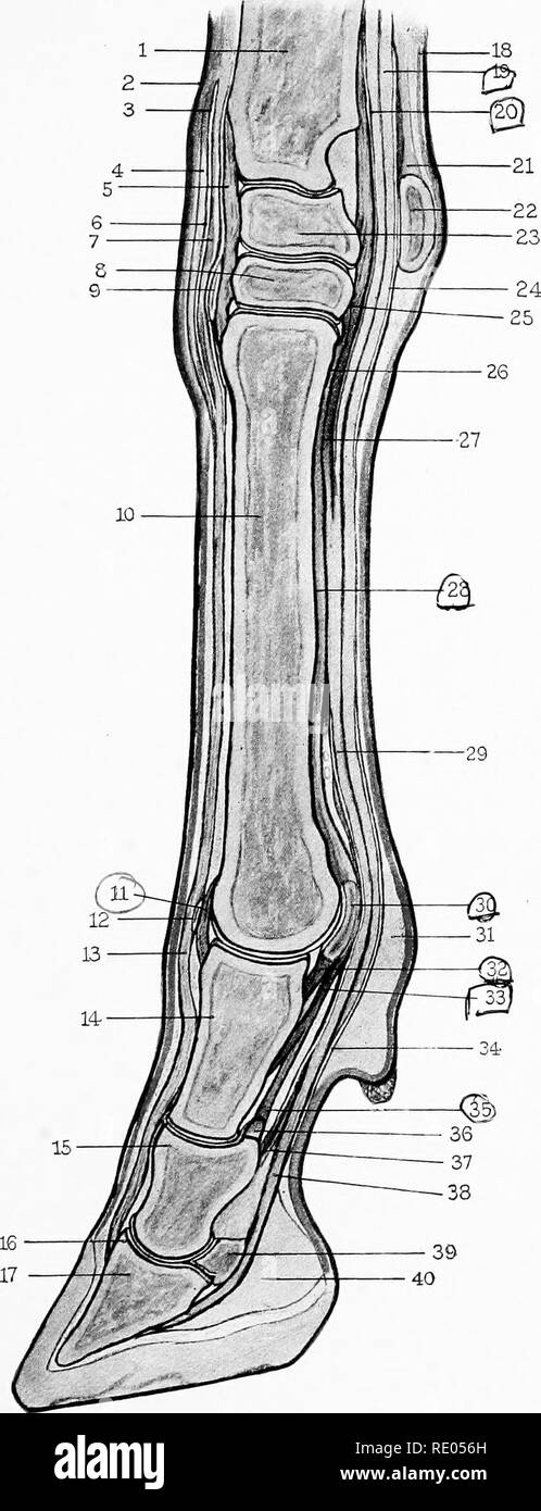 . L'Anatomie chirurgicale du cheval ... Les chevaux. VIII.-Plaque de section longitudinale du "Off" KoI';e Li;ib, Knke downwakds, montrant des os, tendons, ligaments, etc.-je. Rayon. 2. La peau. 3 et 6. De la gaine du tendon extenseur du pied. 4. Bande annulaire du fascia profond. 5, la face antérieure du genou ligament commun, 7. Tendon du muscle extenseur pedis. 3. Os magnum. 9. Bursa synovial. 10. Grand métacarpe. II. Le ligament commun antérieur) o"f boulet'. 12. Bursa synovial. 13. Tendon du muscle extenseur pedis. 14. Os suffraginis. 15. Os coronse. 16. Proces pyramidale ? ;." 17".'Os pedis, 18. La peau. 19. Tendo Banque D'Images