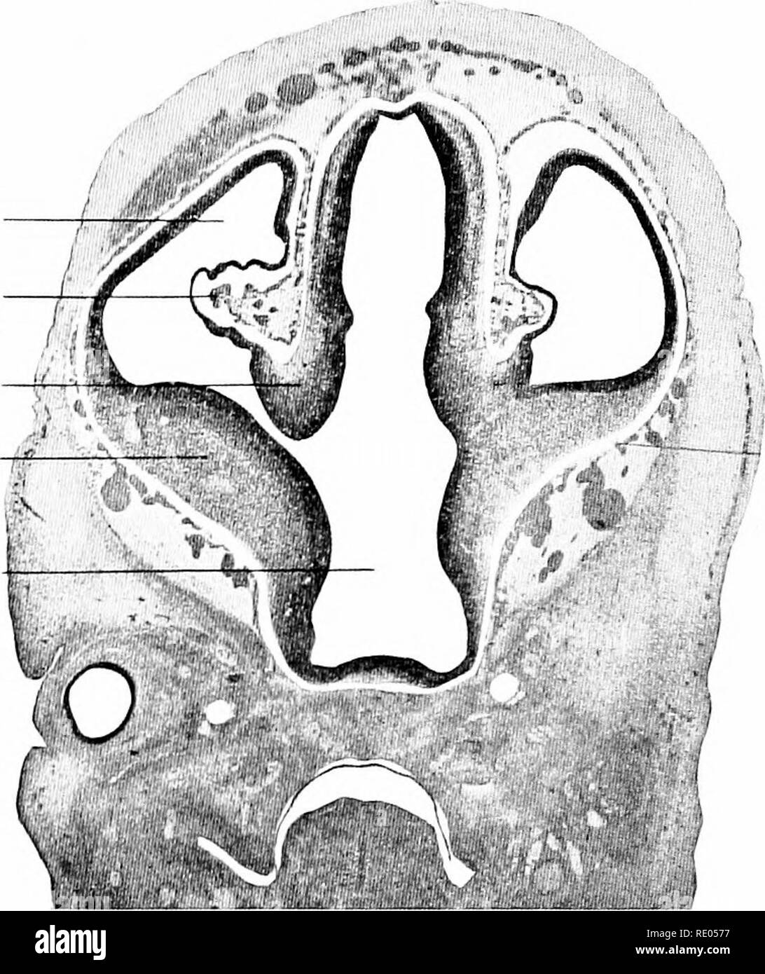 . Un manuel de laboratoire et texte-livre de l'embryologie. L'embryologie. Les fer aiil. off. Pars lobe lobe post. flo. Jufuiidibulum manomannette Oplic Fig. 32 S.-Vue latérale de l'avant-cerveau et la mi-cerveau d'un 13,6 mm. embryon (Son). Plexus choroïde du ventricule latéral du thalamus ventricule latéral corps strié T/l'iird ventricule. Fig. 329.-section transversale à travers l'avant-cerveau d'un embryon de 16 mm. montrant le début de l'élaboration du plexus choroïde et fissures (Son). Le corps strié est développé comme un épaississement dans le plancher de chaque hémisphère cérébral. Il est déjà important dans les embryons de cinq semaines (13 Banque D'Images