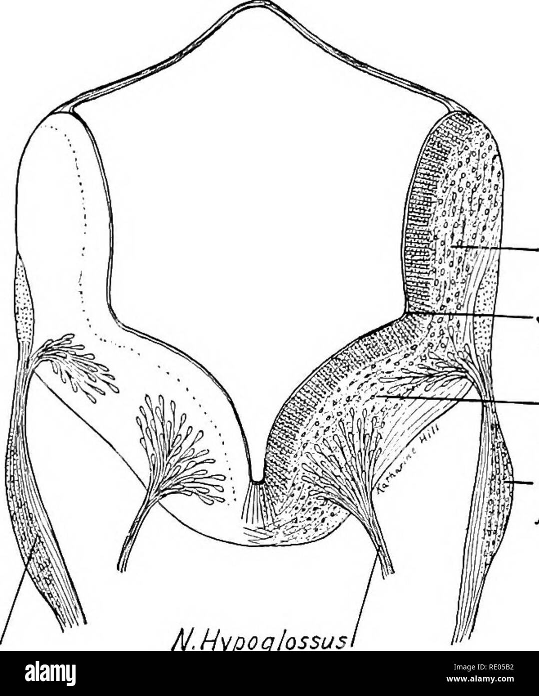 . Un manuel de laboratoire et texte-livre de l'embryologie. L'embryologie. Plaque d'Alar Sulcus limitans plaque basale jugulars ganglionnaires I.Hypoglossus N. L'accesseur ! Nous nous N. Vac/Mrlypoa J/o. Fig. 317.-transversale à travers l'myelencephalon d'un embryon (10,6 mm. son). A, par le noyau d'origine de la moelle épinière et nerfs accessoire nerf hypoglosse ; B, grâce à la stimulation du nerf hypoglosse et nerfs (après son). Toit de la couche interne. soliiarius plaie tractus. Veuillez noter que ces images sont extraites de la page numérisée des images qui peuvent avoir été retouchées numériquement pour plus de lisibilité - coloration et l'aspect de ces Banque D'Images