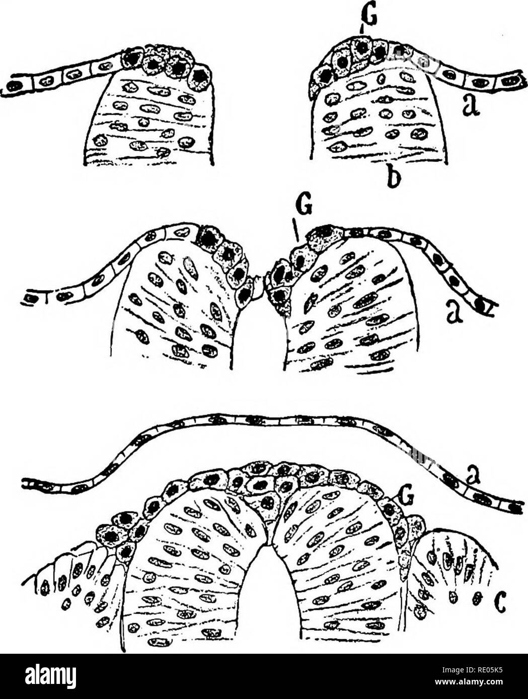 . Un manuel de laboratoire et texte-livre de l'embryologie. L'embryologie. 3i4 HISTOGENÈSE sur une position entre le tube neural et myotomes. Dans cette position le ganglion crest forme une bande de cellules s'étendant le long de la moelle épinière et en ce qui concerne la pousser pour que les vésicules otiques. À intervalles réguliers dans son cours le long de la moelle épinière, les cellules proliférantes de la crête donnent lieu à des élargissements, la moelle dorsale (Fig. 340). Les ganglions spinaux sont segmentally organisé et connecté au premier par des ponts de cellules qui disparaissent plus tard. Dans la région du cerveau postérieur certains ganglions de la cerebral Banque D'Images
