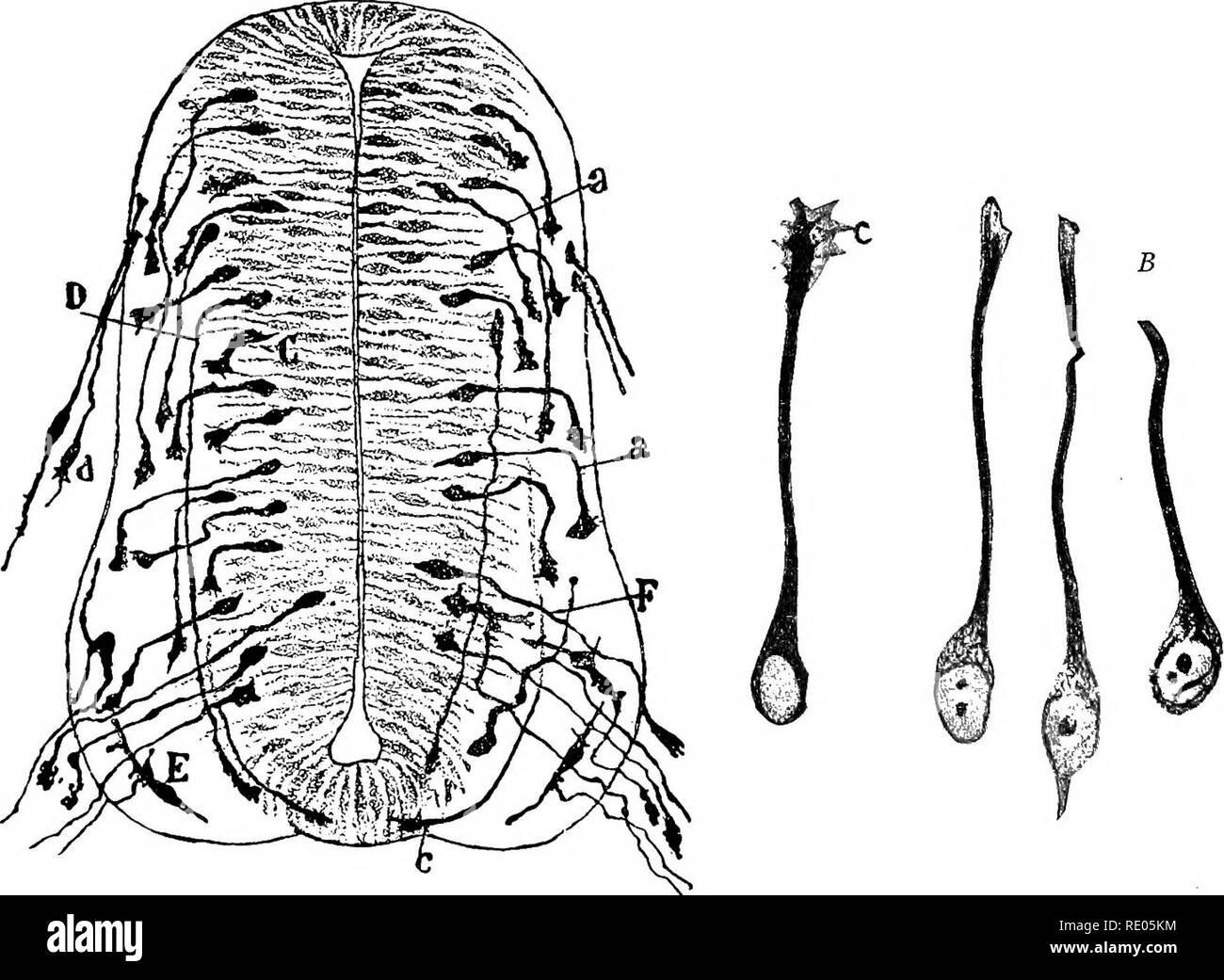 . Un manuel de laboratoire et texte-livre de l'embryologie. L'embryologie. Neurobfasts cellules névroglie Fig. 299.-schémas montrant la différenciation des cellules de la paroi du tube neural et le theo- retical ependymal la dérivation de cellules, les cellules et les névroglies neuroblastes (après Schaper).. Fig. 300.-A, section transversale par la moelle épinière d'un embryon de poulet du troisième jour montrant les neuraxons de neuroblastes du tube neural F et de la cellules ganglionnaires bipolaires, d. (Cajal) ; b neuroblastes, de la moelle épinière d'un soixante-deux heures de poussin. Les trois à droite présentent neurofibril Banque D'Images