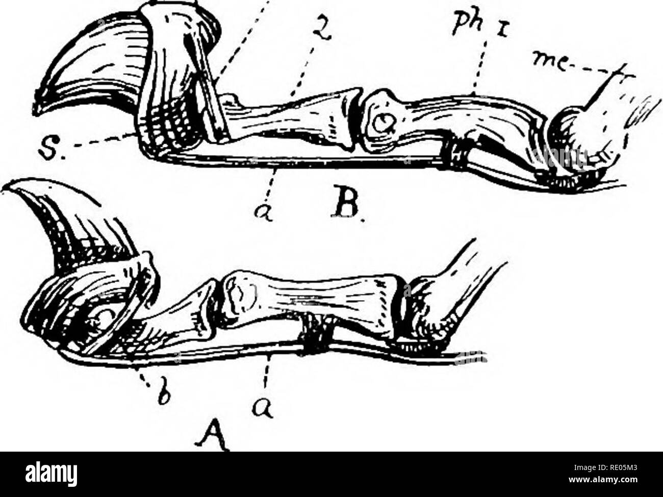. Un texte-livre de zoologie agricole. Zoologie Zoologie agricole, ;, économique. 466 MAMMALIA. projection d'norny papilles. L'avant-pied a cinq, le hind quatre orteils, armés de griffes rétractiles, qui sont. Lorsqu'il n'est pas utilisé ces griffes (fig. 221, a) sont tirés en arrière à l'aide de ligaments (a et h) dans les gaines (.s-), afin de ne pas être nécessairement inutile usés. Tous les félidés sont extrêmement actifs, et ont une très grande souplesse de backbone. Ils sont surtout nocturne 3 ,•' f&gt ;. Fio. 221.-os d'orteil de Cat-a, avec rétracté, b, avec une pince. Un muscle, tendon du muscle extenseur ; h, ligament enrouleur ; mc, Banque D'Images