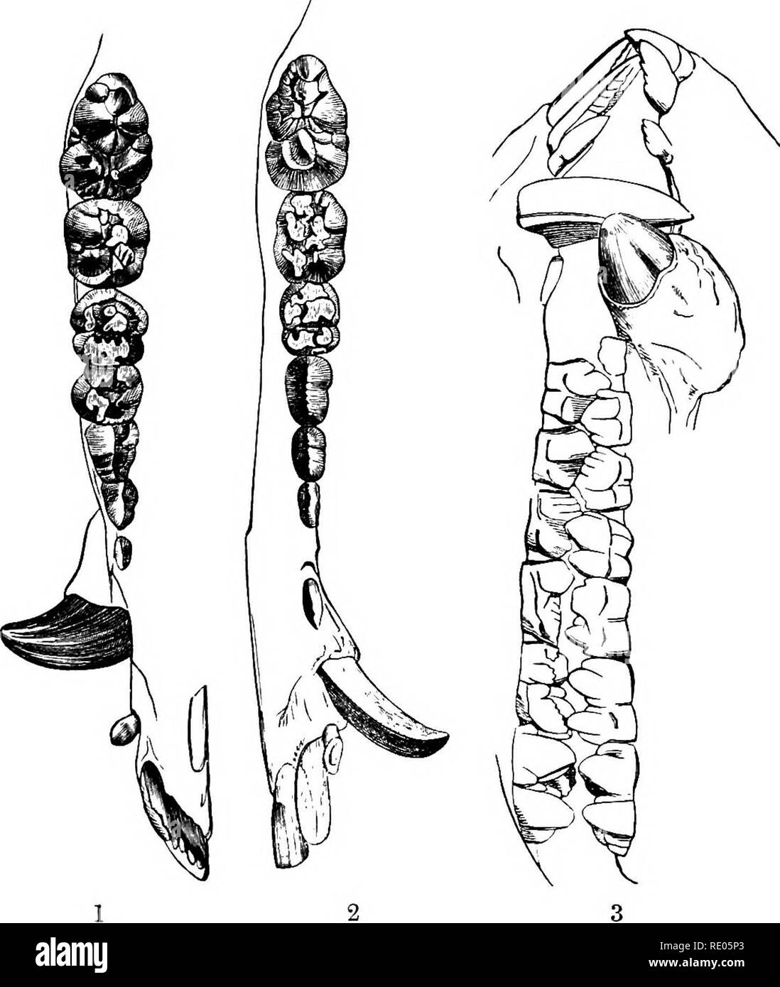 . Un texte-livre de zoologie agricole. Zoologie Zoologie agricole, ;, économique. ^ SUID OU LES PORCS. Ados 447 paires de côtes dans le cochon ; le carpe se compose de huit os, le trapèze étant pleinement développé ; il y a aussi sept os dans le tarse. La plupart de nos porcs domestiques ont probablement les descendants de. Fig. 212.-Dents de cochon. 1. Dents du haut, la surface de la table ; 2, 3 ; les dents inférieures, vue latérale des mâchoires. (Chauveau.) Le sanglier (Sus scrofu). Le sanglier en même temps dans ce pays habité, mais a depuis longtemps disparu. C'est. Veuillez noter que ces images sont extraites de la page numérisée imag Banque D'Images