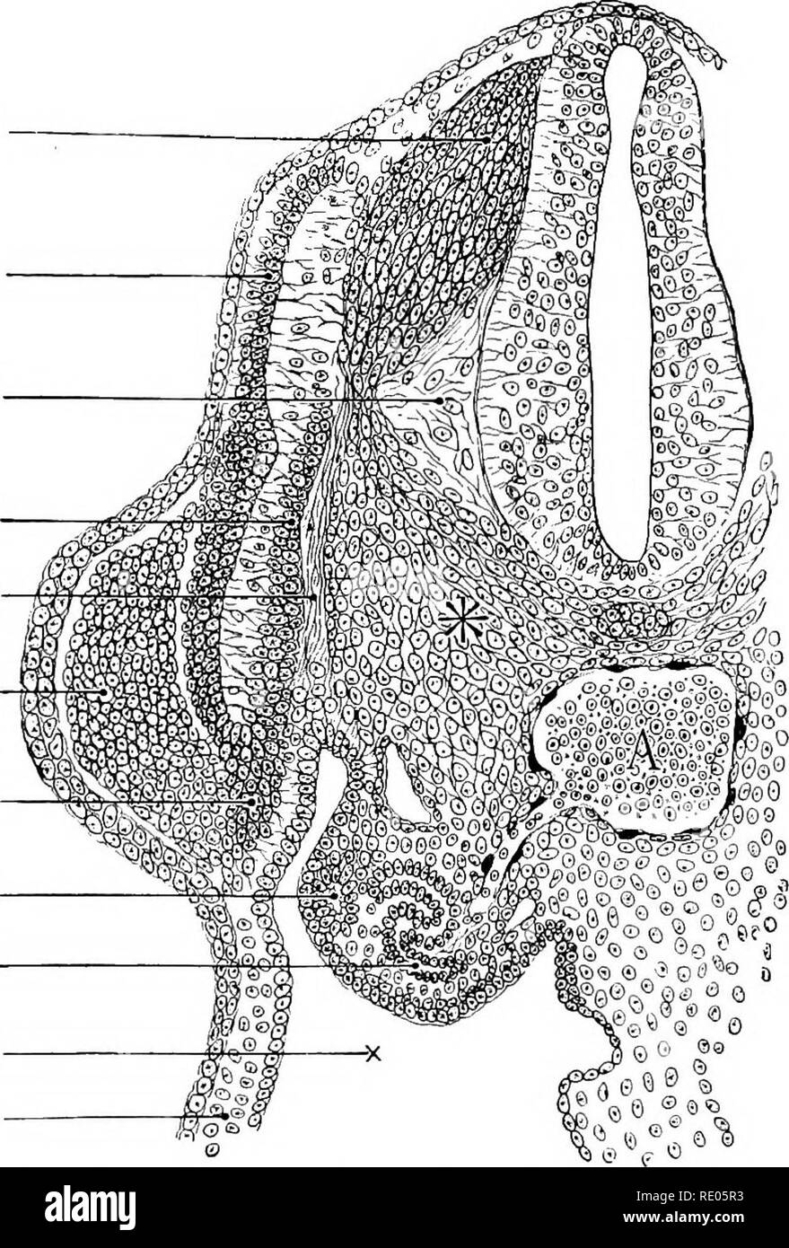 . Un manuel de laboratoire et texte-livre de l'embryologie. L'embryologie. L'histogenèse DES DÉRIVÉS ECTODERMIQUES 303 Les muscles intrinsèques du larynx sont différenciés à partir de l'extrémité ventrale du mésenchyme des troisième et quatrième arcs branchiaux. Les muscles de la langue sont fournis par le n. hypoglossus et donc la racine ventrale Dermatome ganglion Spinal Myotome bras nerf spinal bud cellules proliférantes de tubules mésonéphrotiques conduit d ilesonephric myotome glomérule et Ccelom mésoderme somatique Fig. 291.âTransverse article d'un 10,3 mm. embryon de singe montrant le myotome et le mésenchyme de Banque D'Images