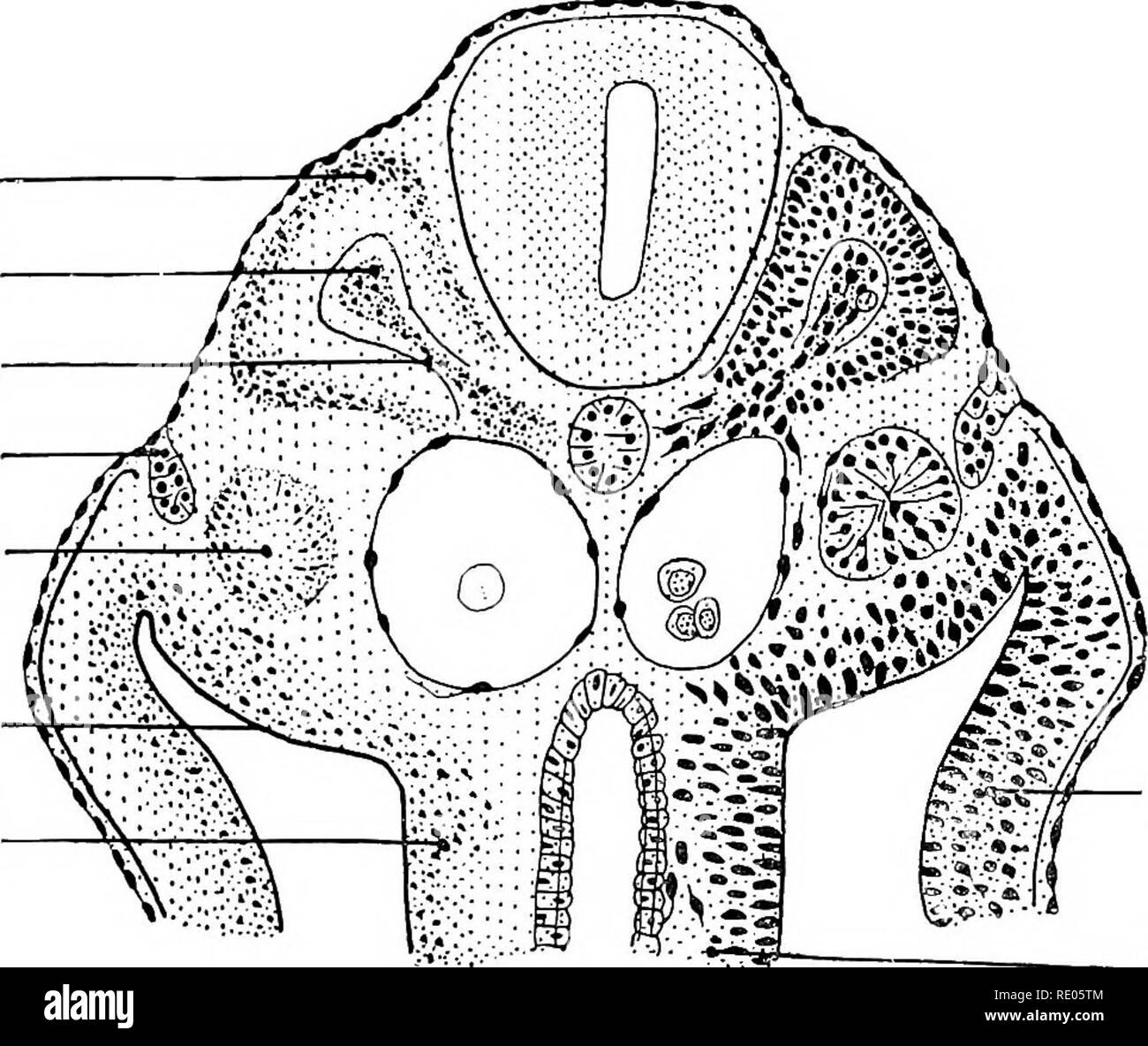 . Un manuel de laboratoire et texte-livre de l'embryologie. L'embryologie. L'histogenèse du tissus mésodermiques stratifié 291 épithélium cilié. L'épithélium cylindrique des alvéoles et al- veolar canaux de la poumons est converti dans l'épithélium respiratoire squamous aplaties. Le développement du thymus et des glandes thyreoid, du foie et du pancréas a été décrit au Chapitre VII. L'histogenèse du tissus mésodermiques la différenciation du mésoderme a été indiqué à la p. 61, fig. 51. Elle donne lieu à l'segments mésodermiques, intermédiaire des masses cellulaires somatiques, et de toutes les couches, splanchnique Banque D'Images