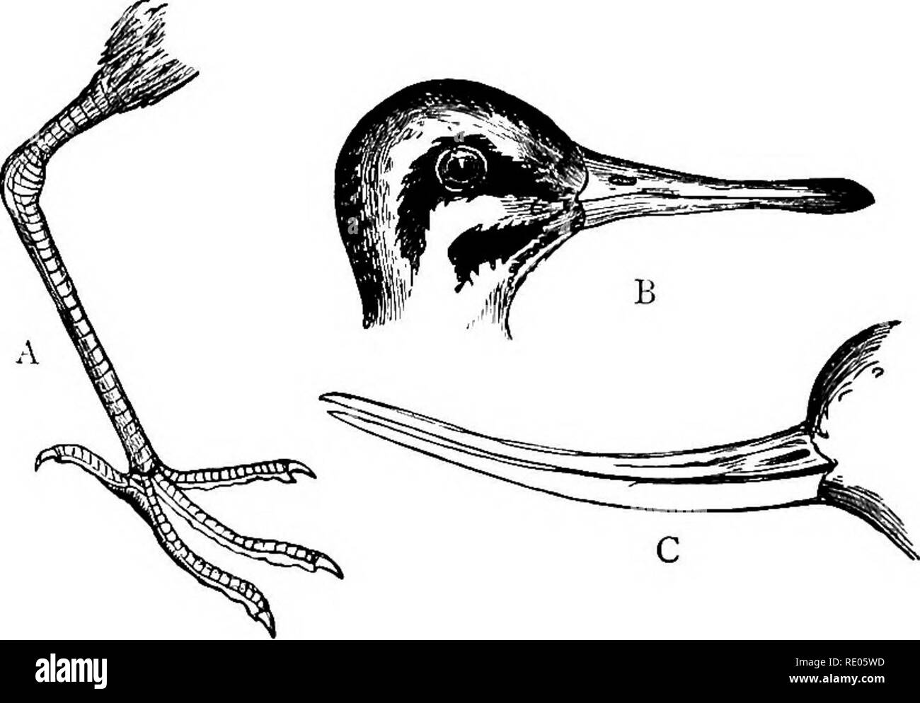 . Un texte-livre de zoologie agricole. Zoologie Zoologie agricole, ;, économique. 378 oiseaux britannique. de long, qui peuvent être droits ou courbes ; les trois doigts vers l'avant peut être partiellement palmées comme {Recurmrostra dans l'Avocette,, avocetta), ou lobées comme dans le phalarope Phalaropus (United), ou à leur base par sangle aussi dans le Courlis esquimau (Numenius argmia),. Fig. 190.-Sgolopacid.e, une jambe et pied de Curlew ; b, chef de Snipe ; c, bec d'avocette. (Nicholson.) mais beaucoup sont gratuits. Les jambes sont généralement longues et minces et adaptés à gué (fig. 190). La sangle basale du pied n'est pas indiqué dans la figure Banque D'Images
