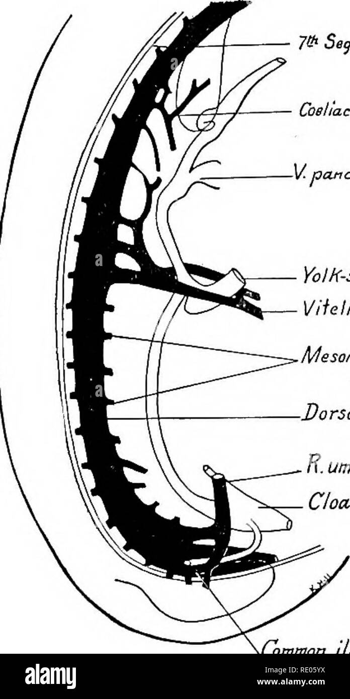 . Un manuel de laboratoire et texte-livre de l'embryologie. L'embryologie. Système vasculaire artérielle primitive 275 Croissance de la parois dorsale et ventrale de l'aorte. Les artères mésentériques sont déplacées de bas seulement trois segments, probablement de la même façon. Le cordon ombilical et les artères iliaques.-tel que décrit précédemment, les artères ombilicales surviennent chez les jeunes humains d'embryons de 2 à 2,5 mm. à partir de la primitive les aortes en face du quatrième segment cervical. Elles prennent origine dans un plexus ventral des navires de la série vitelline (Fig. 263), et sont progressivement déplacé jusqu'caudalward ils découlent de la police provinciale de l'aorte dorsale Banque D'Images