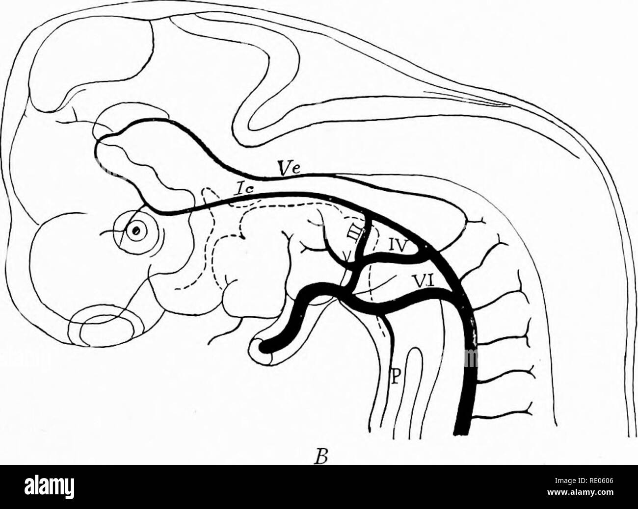 . Un manuel de laboratoire et texte-livre de l'embryologie. L'embryologie. Un fichier .v.c.v.. Fig. 268.-A, le développement de l'artère vertébrale dans un embryon de lapin de douze jours (Hochstetter de McMurrich). /// AB à VI AB, les navires de passage dans les branchies ; Ap, artère pulmonaire ; A.v.c.b. et A.v.c.v., et du col de l'encéphale des portions de l'artère vertébrale ; A.s., l'artère subclavière, C.d. et C.V., et externe dans les artères carotide externe. I.Sp.C, ganglion spinal. B, Système artériel d'un embryon de 10 mm. (Sa). La carotide interne, IC ; P, artère pulmonaire ; Ve, artère vertébrale ; III à VI, la persistance des arcs aortiques. 18. S'il vous plaît pas Banque D'Images