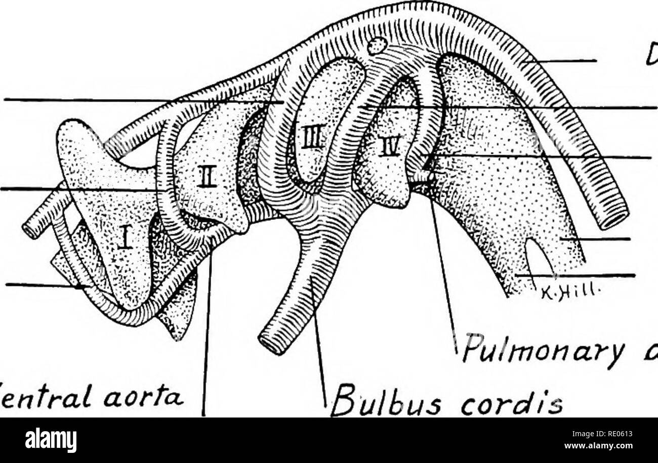 . Un manuel de laboratoire et texte-livre de l'embryologie. L'embryologie. 270 LE DÉVELOPPEMENT DU SYSTÈME VASCULAIRE de l'artère mésentérique. Par l'élargissement des capillaires reliant le aortse ventrale et dorsale une seconde paire d'arcs aortiques est formé à cette étape (Fig. 263). Développement et transformation des arcs aortiques.-Dans les embryons de 4 à1^ 5 mm. de longueur cinq paires d'arcs aortiques sont successivement mis au point, la première, deuxième, troisième, quatrième et sixième (Fig. 264). Une paire supplémentaire de navires^ transitoire qui s'étendent de l'aorte ventrale à la sixième arch apparaissent plus tard dans des embryons d'arc aortique Banque D'Images