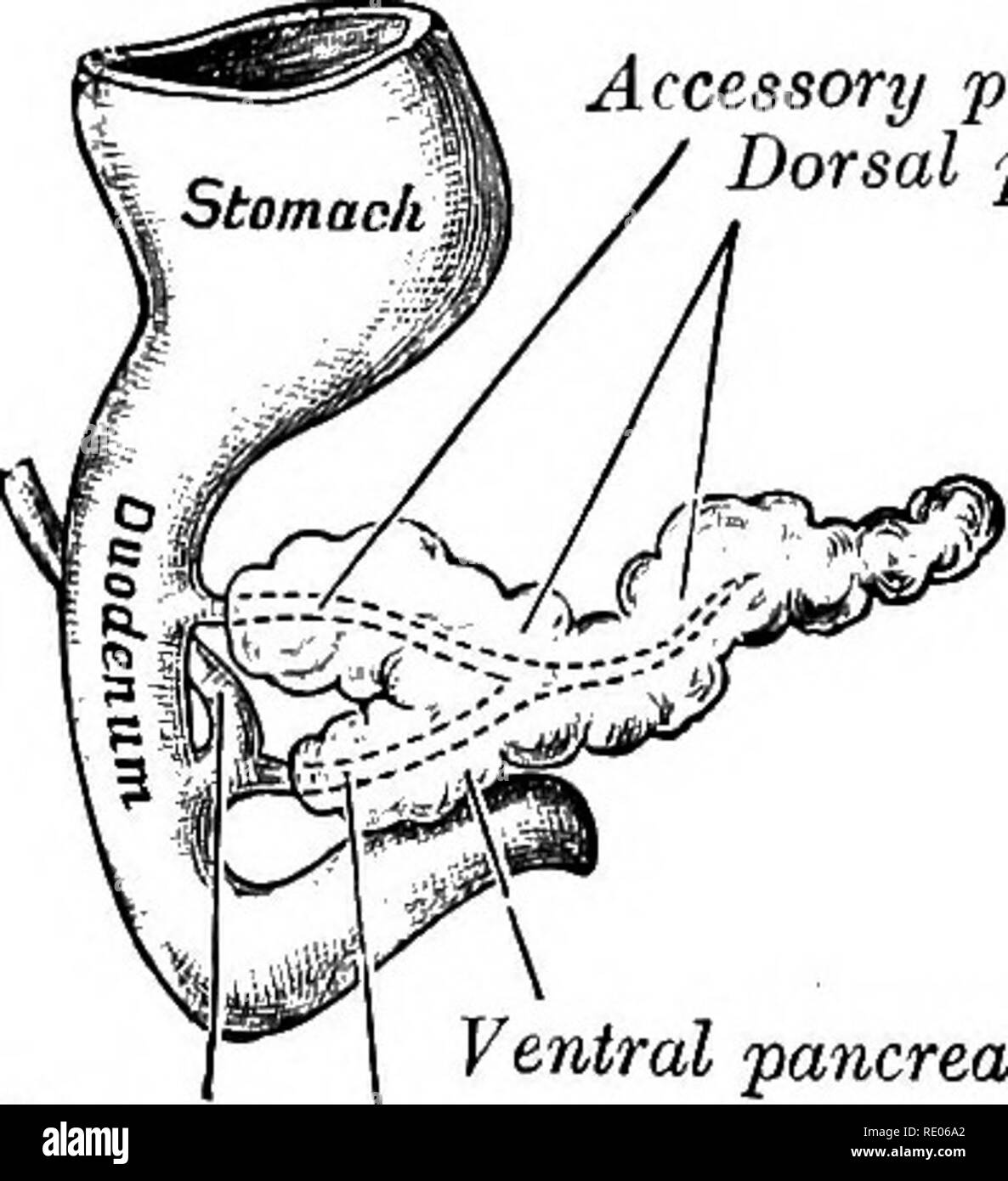 . Un manuel de laboratoire et texte-livre de l'embryologie. L'embryologie. Le conduit pancréatique accessoire pancréas dorsal pancréas ventral conduit pancréatique canal biliaire. Le conduit pancréatique accessoire canal biliaire pancréas dorsal pancréas ventral conduit pancréatique Fig. 180.-Deux étapes montrant le développement du pancréas. A, à cinq semaines ; B, à sept semaines (après Donald Emmanuel SACKEY). du développement pour qu'à l'adulte que l'intervalle entre les canaux est de 10 à 35 mm. Dans les embryons de 20 mm. les tubules de la pancréatique dorsale et ventrale- lages, un verrouillage (Fig. 180 B). Finalement, l'anastomose entre les deux conduits d'un Banque D'Images