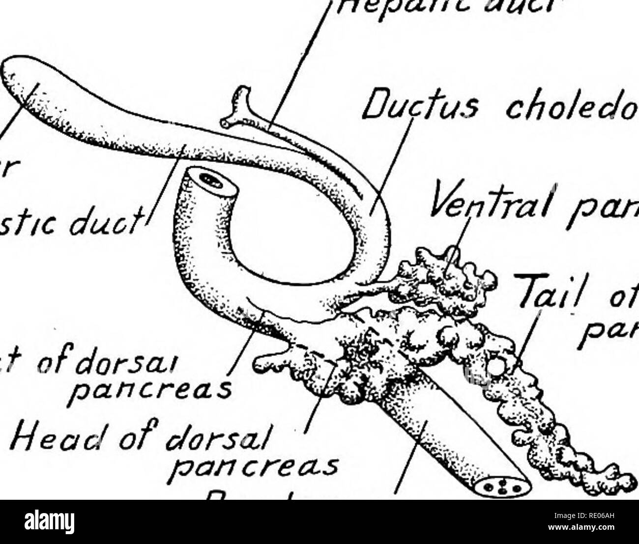 . Un manuel de laboratoire et texte-livre de l'embryologie. L'embryologie. Canal cystique est choledoch Qorsal pancréas pancréas ventral ballon vessie canal cystique" rlepaiic choledochus ducr ctu tral pancréas duodénum. Conduit du pancréas dorsal Chef du pancréas dorsal duodénum Queue de pancréas dorsal Fig. 178.-Reconstructions montrant le développement de l'hépatique diverticule et anlages pancréatique. A, 7,5 mm. embryon, X 36 (après Thyng) ; B, 10 mm X 33. embryon, spécimen (prêté par le Dr H. C. Tracy). temps après la naissance, les cellules du sang sont activement développées entre les cellules hépatiques et de l'endothélium du sinus Banque D'Images