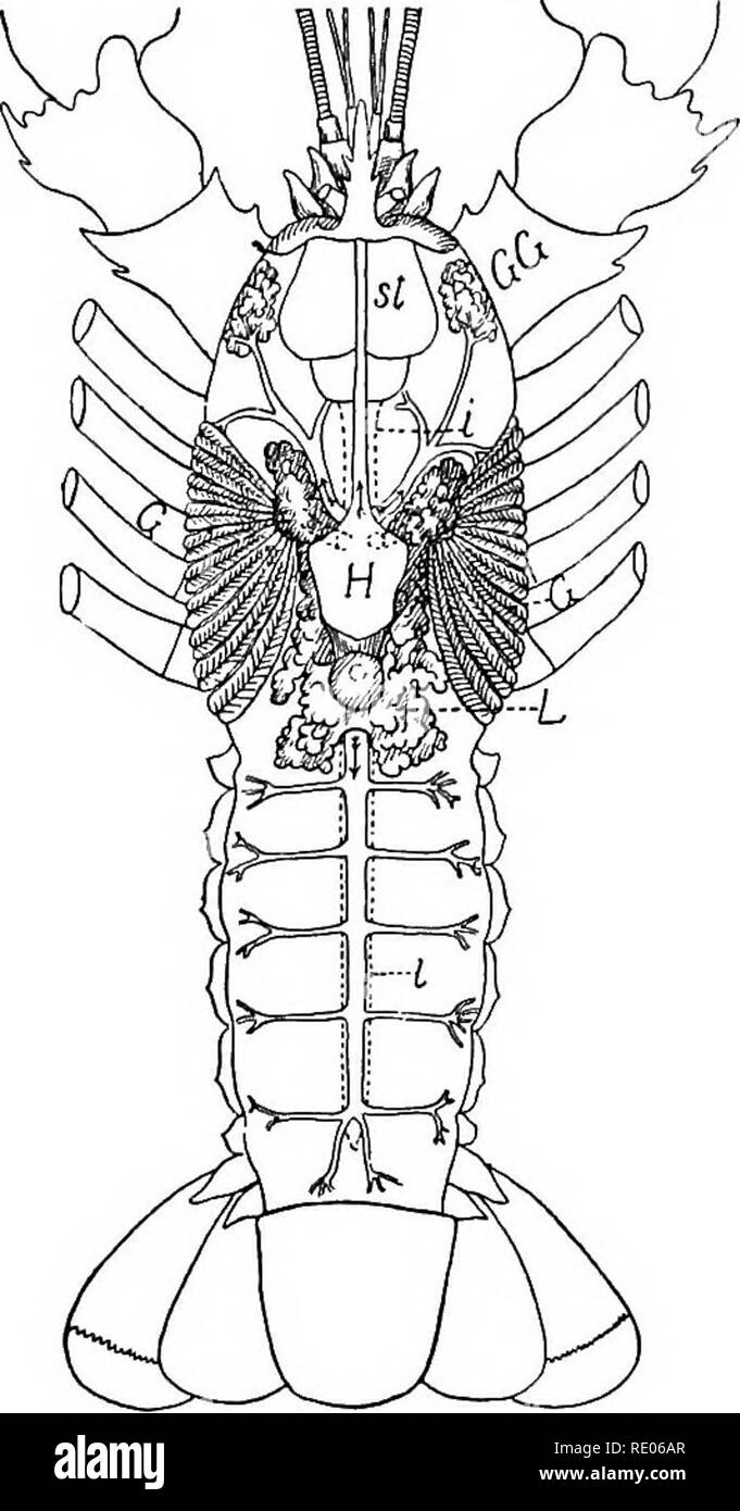 . Lignes de la physiologie comparée et de la morphologie des animaux. Anatomie, physiologie, comparatif, comparatif. Une bonne nutrition. 337 également le même dans un autre insecte (Belostoma) pour montrer les variations, et surtout de montrer les glandes salivaires, n'apparaissent pas dans la figure précédente. Le caractère distinctif de ces fonctions de plusieurs parties sont quelque peu douteux. Vue la plus probable est donné dans les légendes. Nous avons donné le cas le plus simple d'une abeille carnivores- tle. Dans de nombreux insectes, surtout les herbivores, comme la sauterelle (orthopter), l'appareil digestif est beaucoup plus complexe et l'inte Banque D'Images