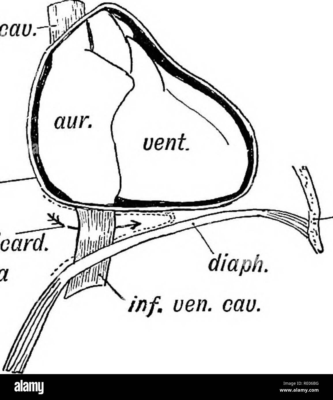 . Les droits de l'embryologie et de morphologie. L'embryologie, l'homme ; la morphologie. Le système respiratoire. 255 (4) le lobe Azygos.-Sur le côté intérieur du poumon droit de l'homme le lobe azygos est souvent présente, parfois comme une simple projection pulmonaire ou trace, parfois comme un lobule. Il projette dans et remplit un léger renfoncement entre le péricarde et le diaphragme, derrière la partie intra-thoracique de la veine cave inférieure. Le lobe est toujours bien développé en mammifères quadrupède. En eux le péricarde est séparée de la membrane par un diverticule de la plèvre droite-le sinus sous- pericardiacus (Fig. 20 Banque D'Images