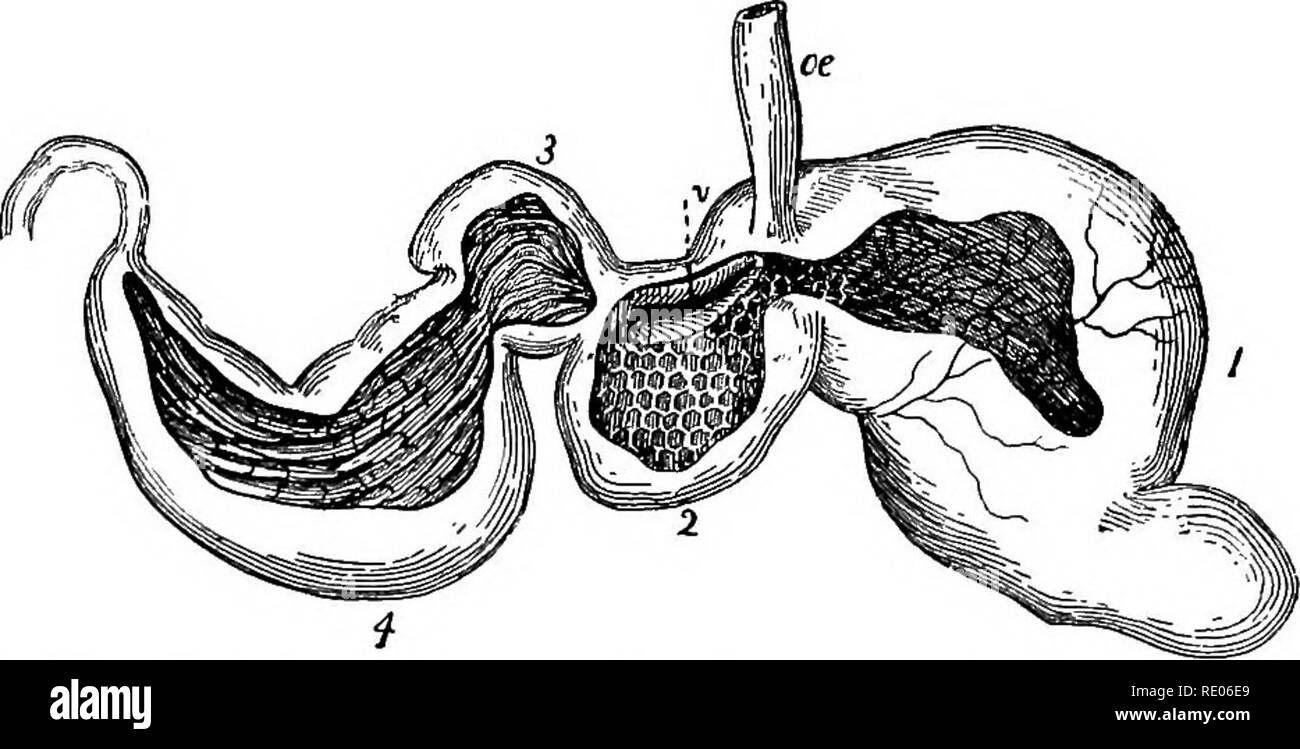 . Lignes de la physiologie comparée et de la morphologie des animaux. Anatomie, physiologie, comparatif, comparatif. Une bonne nutrition. 315 adopté le premier plan dans les intestins de se soumettre à la troisième étape de la préparation des aliments. Il nous laisse pour le présent alors que nous examinons la physiologie comparée de l'estomac.-Le processus chimique de la digestion est la même, et l'appa- ratus presque les mêmes dans tous les vertébrés. Il n'y a que deux modifications suffisamment important pour arrêter notre attention, à savoir, que des mammifères ruminants et que des oiseaux granivores. Les ruminants.-l'estomac des ruminants (Fig. Banque D'Images