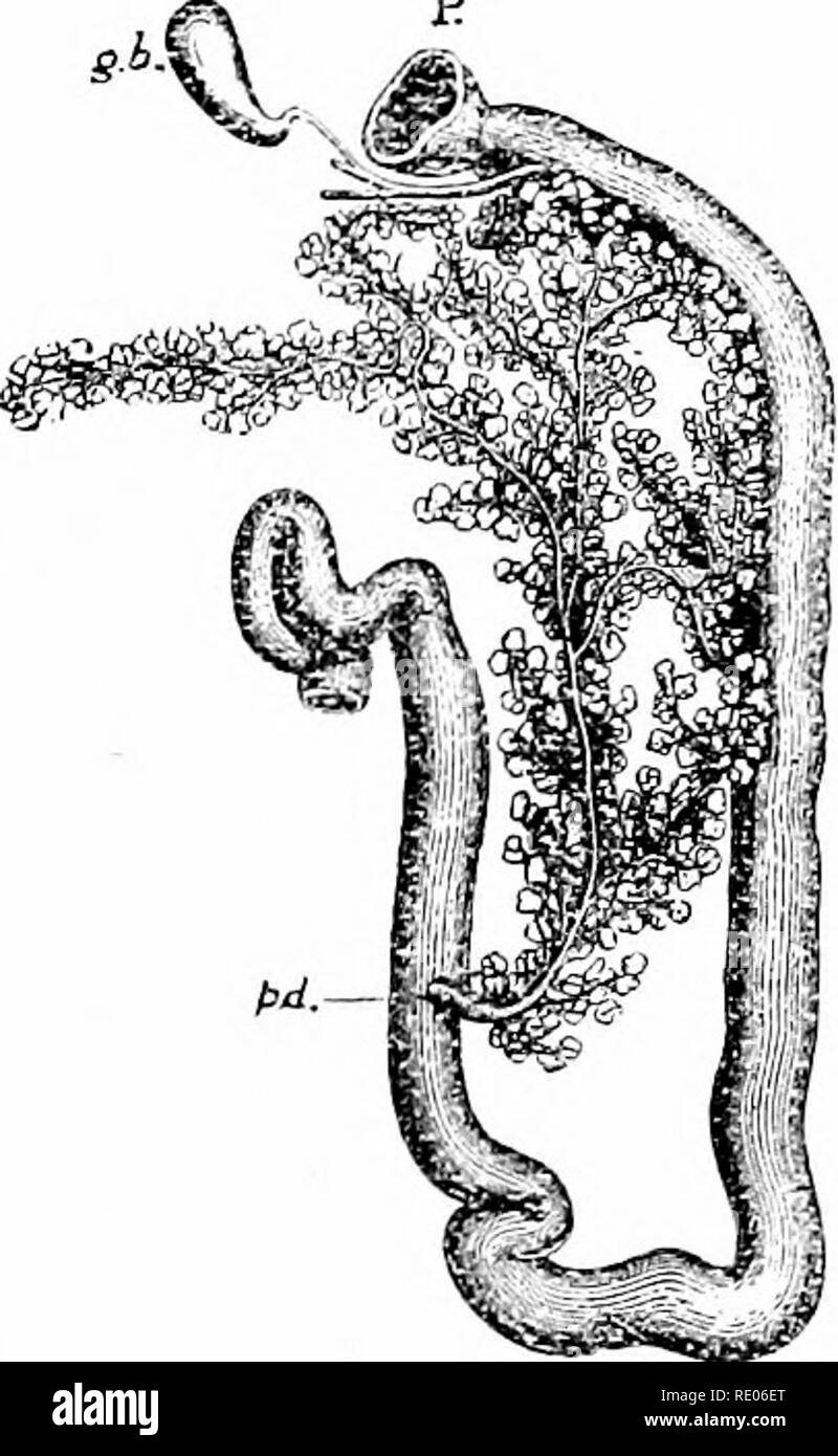 . Contours de la zoologie. Zoologie. Système vasculaire. 671 boucle duodénale. Sa sécrétion est recueillie par plusieurs tubes dans le conduit pancréatique qui s'ouvre dans le duodénum. Le mésentère qui prend en charge le canal alimentaire, est une double couche de péritoine réfléchie par la paroi abdo- minal dorsale. Le noir-rouge rate (d'importance en rapport avec le sang), se cache derrière l'estomac. Dans le mésentère, non loin du sommet du rein droit, se trouvent une paire de ganglion coeliaque, qui reçoivent des nerfs de P le sys- tème sympathique thoracique, et dégagent des branches pour l'intestin. Système vasculaire. Les quatre-c Banque D'Images