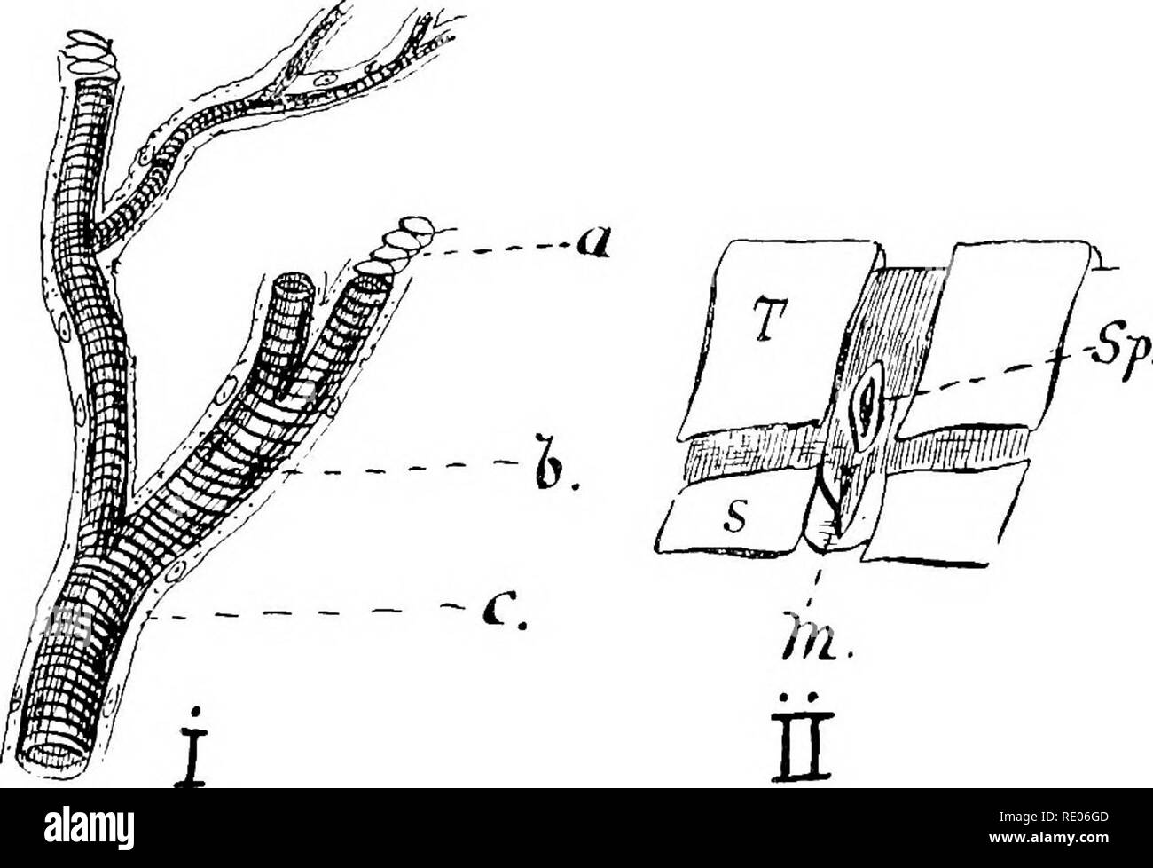 . Un texte-livre de zoologie agricole. Zoologie Zoologie agricole, ;, économique. Anatomie d'un arthropode. 95 Fin de l'intestin grêle court ou iléon distal est marquée par l'attachement d'un certain nombre de tubes glandulaires appelé Mal- pighian séminifères (MC), qui sont probablement des organes excréteurs. Le côlon ou gros intestin (Li) est large et long, et se termine dans une courte partie terminal dilatée, le rectum (B). À l'extrémité antérieure du mésentéron sera vu sept convuluted- club liejpatic ccBca appelé diverticules en forme (H). (Cinq seulement sont représentés dans la figure.) Le Resioiratory Système se composent Banque D'Images