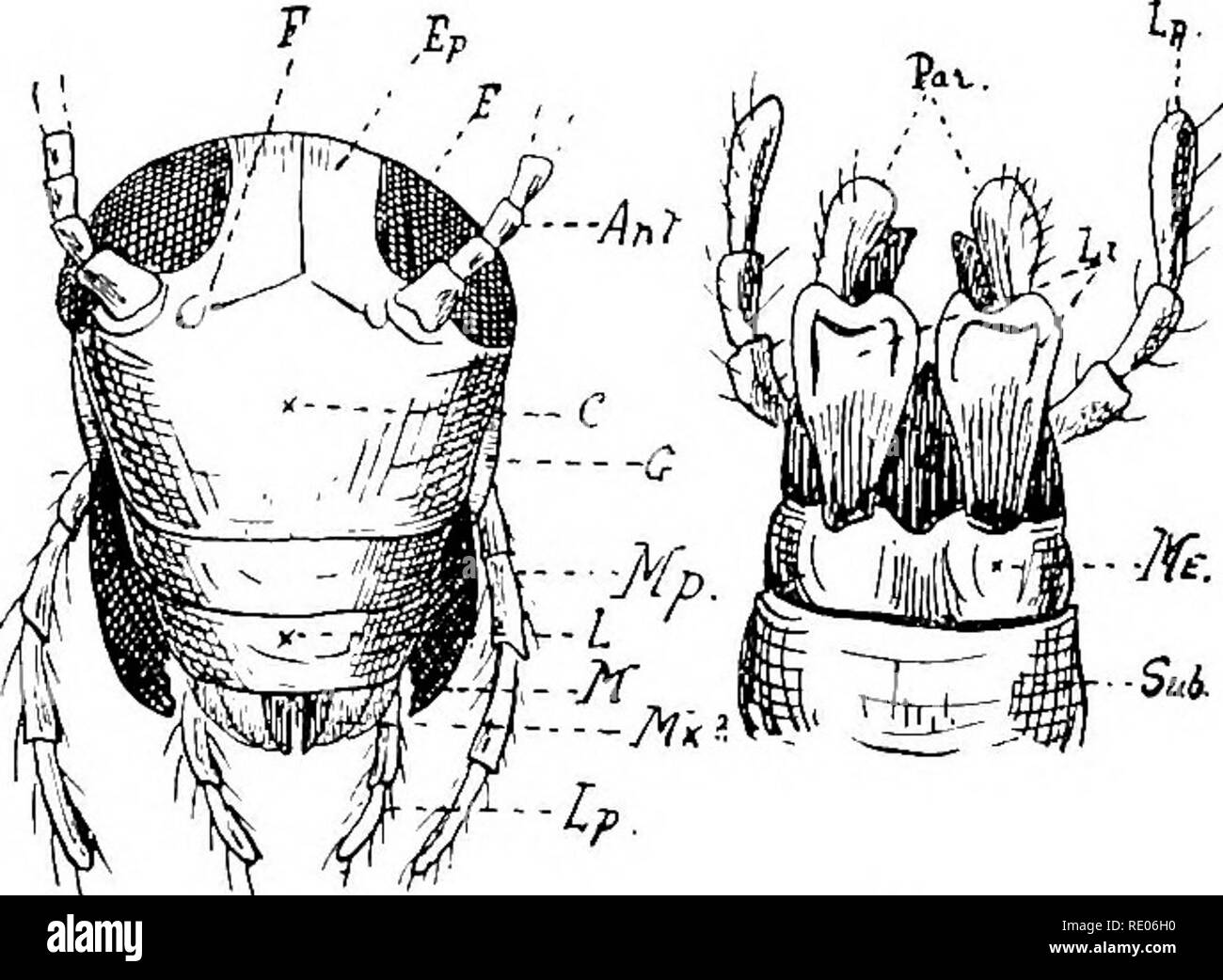 . Un texte-livre de zoologie agricole. Zoologie Zoologie agricole, ;, économique. Anatomie d'un arthropode. 91-inovably arc couvre aile unie à l'tergum ou mesonotum. Si nous examinons Blatta orientalis nous n'est pas observer ces dans la femme, ni la deuxième paire d'ailes. Le mctathorax porte également une paire d'ailes plus fin, le vrai organes de hauteur. L'ahdomen (Ah) est aplatie dorso-ventralement. Il est com- posé de 10 somites distincts, l'entraver ceux qui sont invisibles, car elles sont poussées iirto la partie antérieure. Les parties supérieures des segments sont appelés terga (fig. 35, T). Des dix, onl Banque D'Images