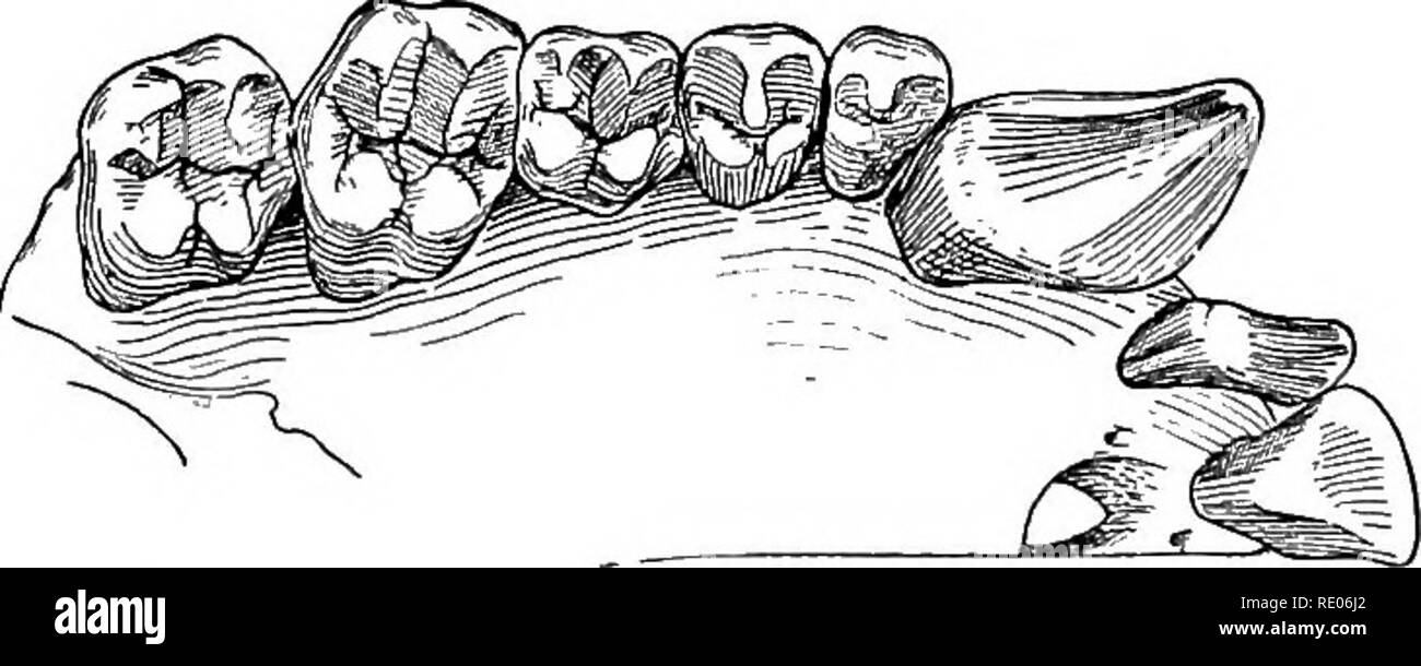 . Lignes de la physiologie comparée et de la morphologie des animaux. Anatomie, physiologie, comparatif, comparatif. Fig. 181.-View de dents du côté droit de la mâchoire supérieure de l'homme.. Fig. 182.-dents du côté droit de la mâchoire supérieure d'un singe. Molaires carnivores sont spécialement adaptés pour manger la chair. Ils n'écrasent et diviser la nourriture suffisamment pour avaler, mais ne pas meuler ou triturer il. C'est. Veuillez noter que ces images sont extraites de la page numérisée des images qui peuvent avoir été retouchées numériquement pour plus de lisibilité - coloration et l'aspect de ces illustrations ne peut pas perf Banque D'Images