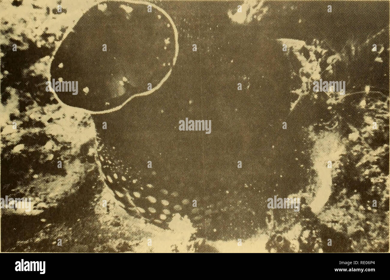 . L'écologie et la distribution de l'rockboring les pélécypodes au large de la plage de Del Monte, Monterey, Californie.. L'océanographie. La figure 65. Chaceia (x 1 1/2). La figure 66. Chaceia chitineuses Note taches sur siphon extérieur (1 x 1/2) 95. Veuillez noter que ces images sont extraites de la page numérisée des images qui peuvent avoir été retouchées numériquement pour plus de lisibilité - coloration et l'aspect de ces illustrations ne peut pas parfaitement ressembler à l'œuvre originale.. Booth, Gregory Seeley.. Monterey, Californie : U.S. Naval Postgraduate School Banque D'Images