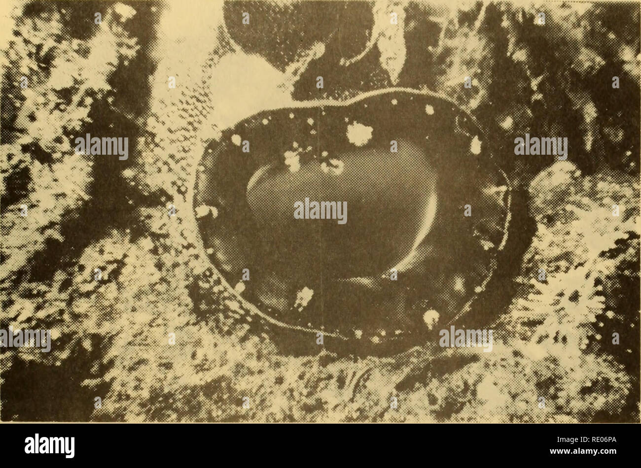 . L'écologie et la distribution de l'rockboring les pélécypodes au large de la plage de Del Monte, Monterey, Californie.. L'océanographie. La figure 65. Chaceia (x 1 1/2). Veuillez noter que ces images sont extraites de la page numérisée des images qui peuvent avoir été retouchées numériquement pour plus de lisibilité - coloration et l'aspect de ces illustrations ne peut pas parfaitement ressembler à l'œuvre originale.. Booth, Gregory Seeley.. Monterey, Californie : U.S. Naval Postgraduate School Banque D'Images