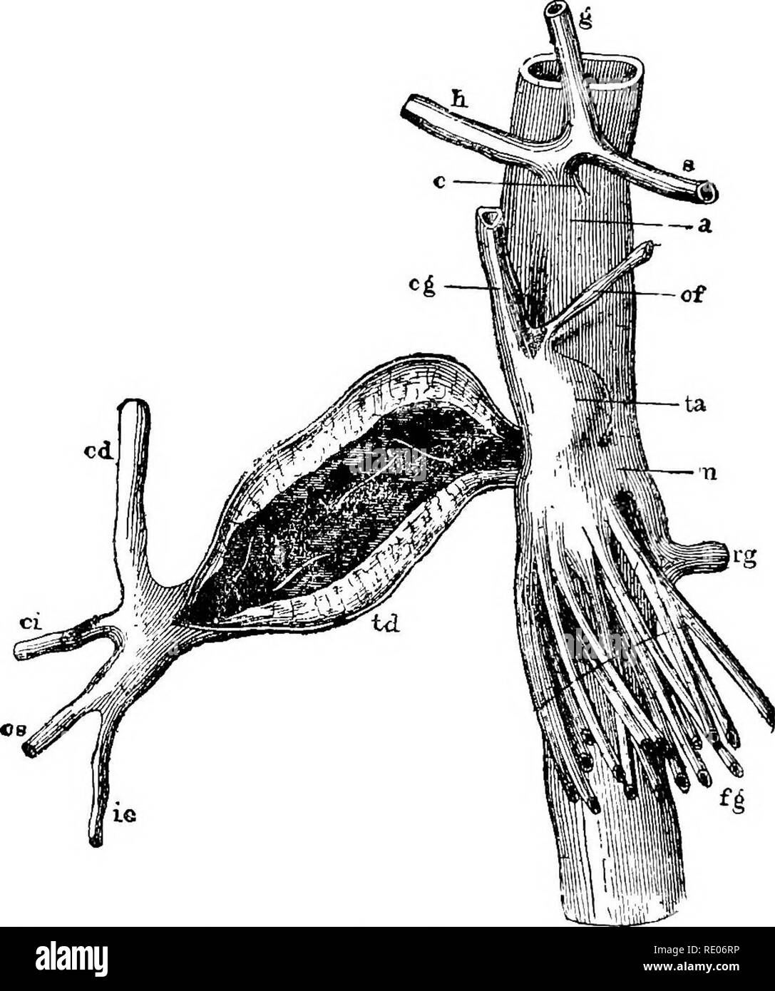 . Un texte-livre de zoologie agricole. Zoologie Zoologie agricole, ;, économique. 64/STEONGYLID PAIJSADE K OE-WOEMS. mer est un- rosé ou beige ver, variant de 8 mm. à 16 mm. de long, le mâle étant plus petit que la femelle, et fourni avec une bourse excisée sur la surface ventrale, l. Fio. 21.âVeemiceoos Gkeat Mesenteeic Aetery d'anévrisme (une taille naturelle). Railliet. (À partir de Neumann.) (X, Aoi-ta ; c, cojiiac ; h, hépatique ; s de la rate ; m, ti-uuk de grande â mésentérique antérieure avec tn fasciculus anévrisme : p. ex. colique gauche, ; c/, d'abord de l'artère. tloatin' colon- fa artères de petits inte Banque D'Images