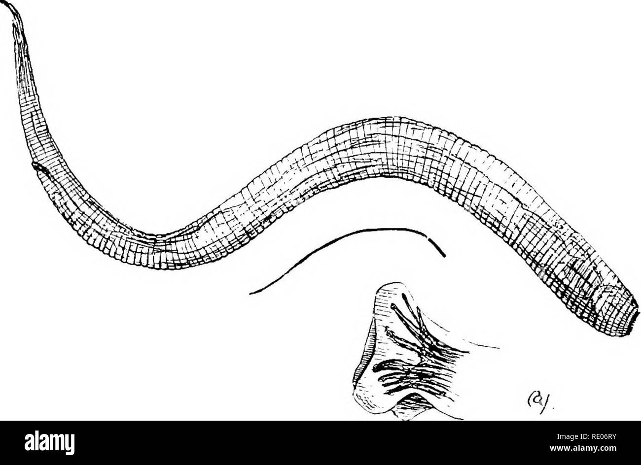 . Un texte-livre de zoologie agricole. Zoologie Zoologie agricole, ;, économique. STRONGYLID WOKMS^ ou de palissade. 63 entre dans les grandes artères postérieure, en particulier celui du nom de l'artère mésentérique antérieure "," où il produit un gonflement de la paroi de l'artère (fig. 21). Cette croissance vérifie le calcul cir, et peut conduire à des troubles vasculaires de quelque importance. Alors qu'en cette demeure le ver est immature ; mais juste avant maturité est atteinte le ver s'échappe, makee son chemin à travers la paroi intestinale, de la maturité, et copulates. Les ovules sont réalisées dans la bouse.^ Les embryons sont vus Banque D'Images