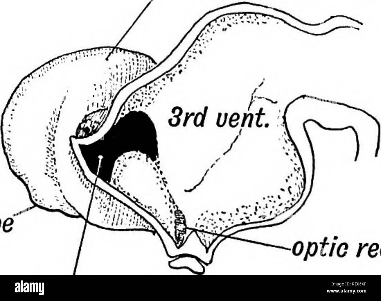 . Les droits de l'embryologie et de morphologie. L'embryologie, l'homme ; la morphologie. cor postal uncus Fig. 155. Flo. Fascia dentata. 156 Mettre en place :. 150. -Vue de la surface mésiale du cerveau dans le 5e mois. -L'article du lobe occipital à la position repérée à la Fig. 155. la fissure. Dans la Fig. 157 l'état du lobe occipital dans la 4e semaine est indiqué. Les vésicules cérébrales a surgi comme un dépassement de la creuse fin antérieure et supérieure de l'avant-cerveau (3e ventricule). Le ventricule latéral est encore indifférenciées en cornes et seul le rudiment de l'occipital est présent. Le lobe occipital est Banque D'Images