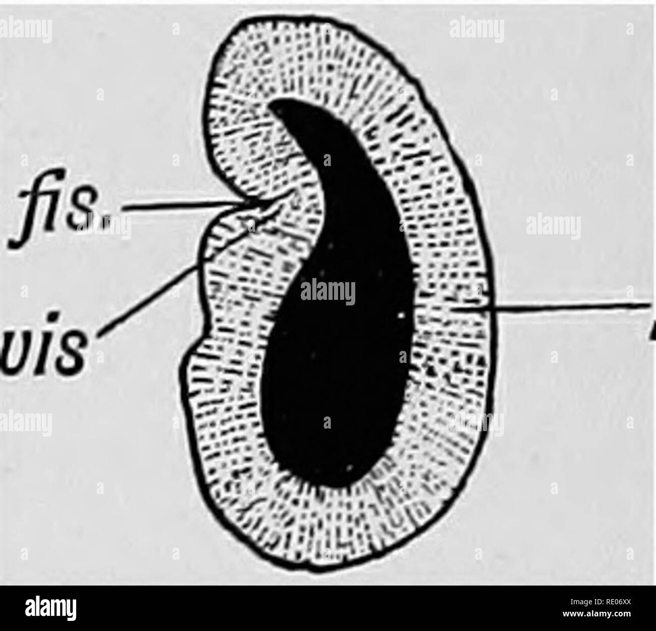 . Les droits de l'embryologie et de morphologie. L'embryologie, l'homme ; la morphologie. calcctr calcarauis. if. scissure calcarine if.. cor postal uncus Fig. 155. Flo. Fascia dentata. 156 Mettre en place :. 150. -Vue de la surface mésiale du cerveau dans le 5e mois. -L'article du lobe occipital à la position repérée à la Fig. 155. la fissure. Dans la Fig. 157 l'état du lobe occipital dans la 4e semaine est indiqué. Les vésicules cérébrales a surgi comme un dépassement de la creuse fin antérieure et supérieure de l'avant-cerveau (3e ventricule). Le ventricule latéral est encore indifférenciées en cornes et seul le rudiment de l'occipita Banque D'Images