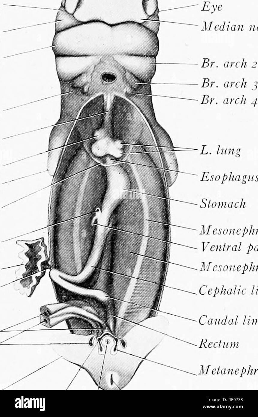 . Un manuel de laboratoire et texte-livre de l'embryologie. L'embryologie. L'ANATOMIE DE 10 À 12 MM. Embryons de porcs 127 l'oesophage et l'estomac.-l'oesophage s'étend comme un tube étroit à caudale les poumons, où il se dilate dans l'estomac. L'estomac est large de sa plus grande de sa petite courbure et montre un diverticule cardiaque (Lewis). La fin de l'estomac pylorique a tourné plus vers la droite, où il s'ouvre dans le duodénum, à partir de laquelle l'intestin de la division de l'élaboration du foie et du pancréas. Le foie, avec ses quatre lobes, remplit l'espace entre le cœur, l'estomac et duodénum (Fig. 117). Banque D'Images