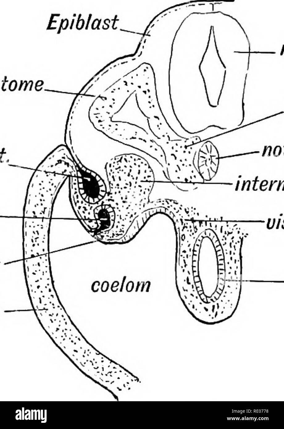 . Les droits de l'embryologie et de morphologie. L'embryologie, l'homme ; la morphologie. 146 Les droits de l'embryologie et de morphologie. dans son extrémité postérieure du canal neurenteric s'ouvre. Par la suite elle devient une tige solide composé de cellules d'un type particulier. Une gaine est formé autour de la notochorde par les cellules du mésoblaste para-axial (Fig. 116), qui poussent vers l'intérieur et l'entourent. L'épiblaste. myotome. De Wolff. Conduit de Mullerian. Wolff ridge Somatopleure et ectoblaste. canal neural sclérotome notochorde masse cellulaire intermédiaire mésoblaste viscéral gut. Fig. 116.-section transversale schématique d'un embryon humain à la fin de la 3e semaine. L Banque D'Images