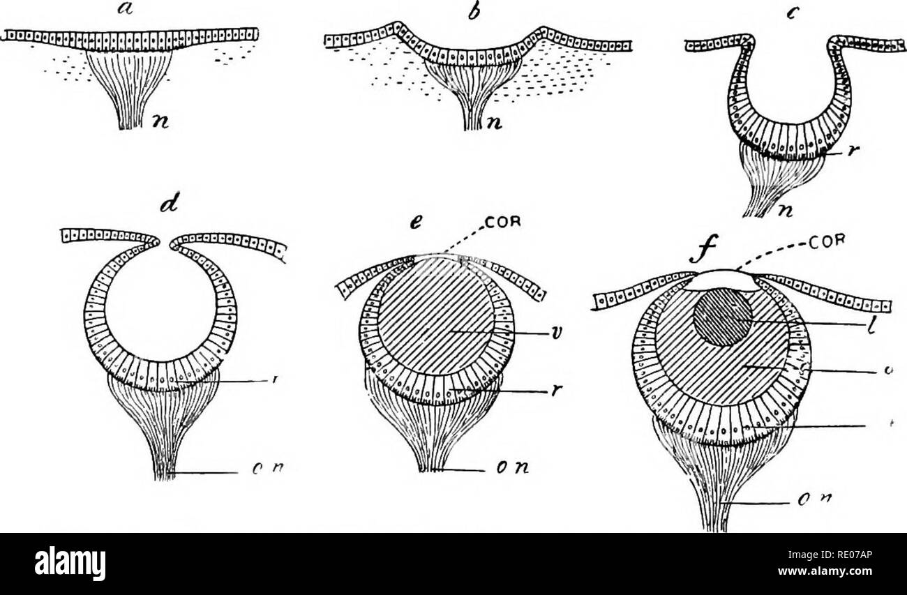 . Lignes de la physiologie comparée et de la morphologie des animaux. Anatomie, physiologie, comparatif, comparatif. 168 PHYSIOLOGIE ET MORPHOLOGIE DE L'animal. (2) l'étape suivante est une légère dépression du saucerlike avec une tache pigmentée pigmentation accrue et l'élongation des cellules. Cette étape n'est trouvé dans l'épée shell (SI/en), dans lequel l'oeil taches sont suspendus tout le long du bord du manteau comme la seule partie apparente, pour ces animaux sont sans tête (Fig. 107, b). (3) Lors de l'étape suivante, la dépression devient profond, cuplike. Ici, de toute évidence, il y a une impression plus forte de la lumière par la réverbération Banque D'Images