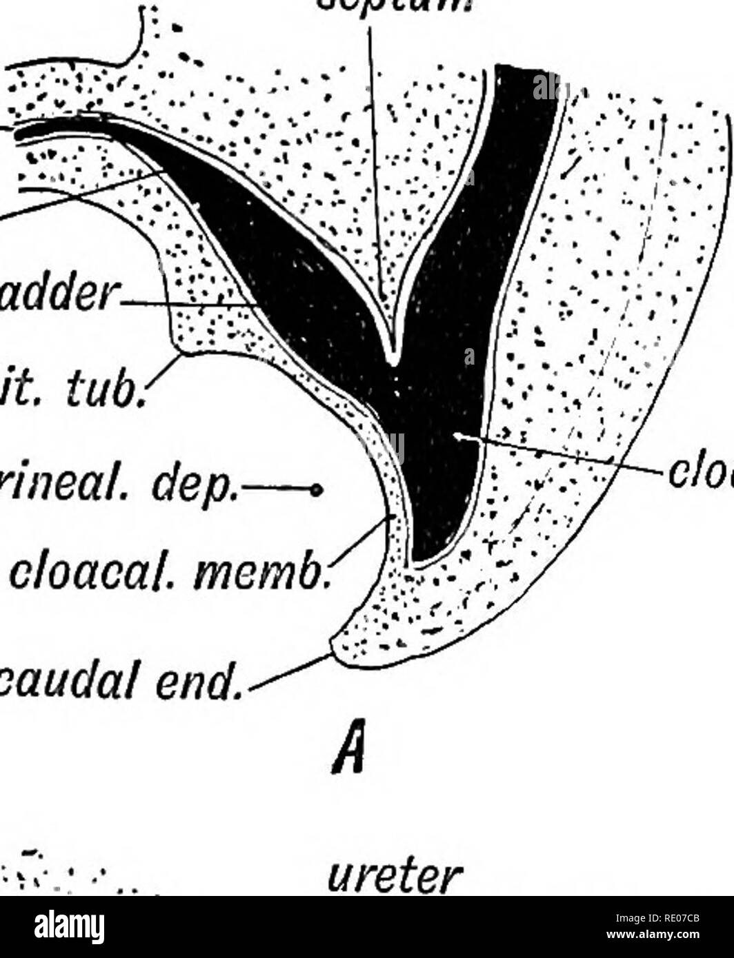 . Les droits de l'embryologie et de morphologie. L'embryologie, l'homme ; la morphologie. Le système urogénital. 119 ainsi séparé de la rectum par le recrutement de deux septa cloacale. cordon septum. J'allantoïde vessie-^urogenit j cordon isi.^ sinus genit à remous.. genit à remous Rééducation périnéale, dep.â.. cloacale memb extrémité caudale â cloaque de Wolff.. Veuillez noter que ces images sont extraites de la page numérisée des images qui peuvent avoir été retouchées numériquement pour plus de lisibilité - coloration et l'aspect de ces illustrations ne peut pas parfaitement ressembler à l'œuvre originale.. Keith, Arthur, Sir, 1866-1955. Londres : E. Arnold Banque D'Images