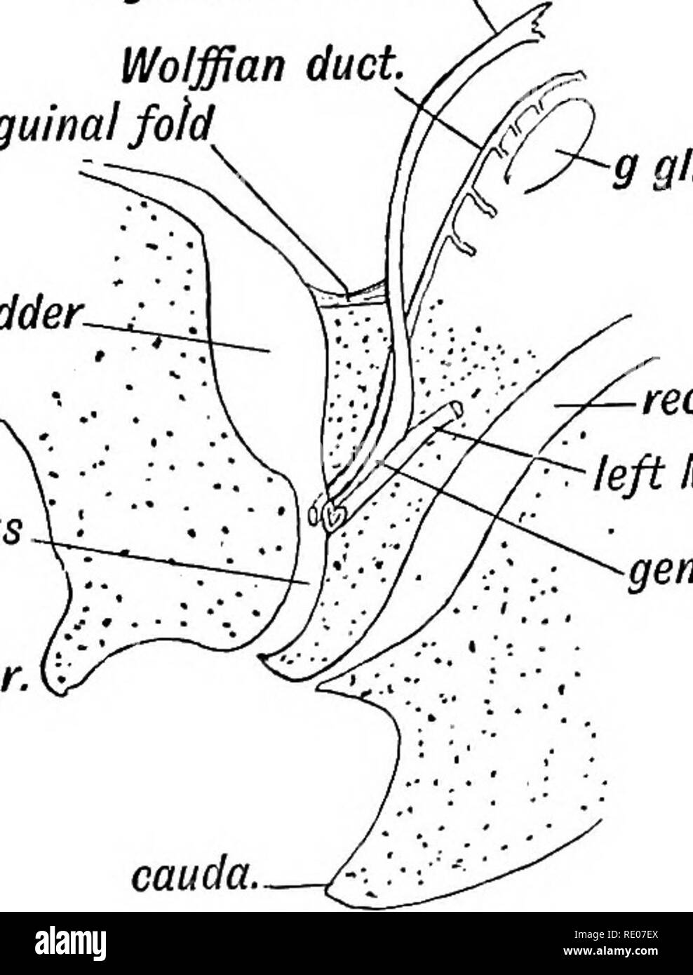 . Les droits de l'embryologie et de morphologie. L'embryologie, l'homme ; la morphologie. canal neural .sclérotome notochorde masse cellulaire intermédiaire mésoblaste viscéral -gut. Fig. 85.-une section transversale de montrer la manière dont le Miillerian arite Wolff et conduits, et leur position dans la crête de Wolff. (Après Kollmann.) à droite du conduit de Mullerian. Pli inguinal. Wolff vessie-u uro-gen. genit sinus. tubercule.. rectum Mul gauche. d'air. genit cordon. Fig. 86.-schéma des voies génitales à -le début du 3e mois de la vie foetale. Vue latérale. ouvert dans cette partie du cloaque qui forme le wfek du Banque D'Images