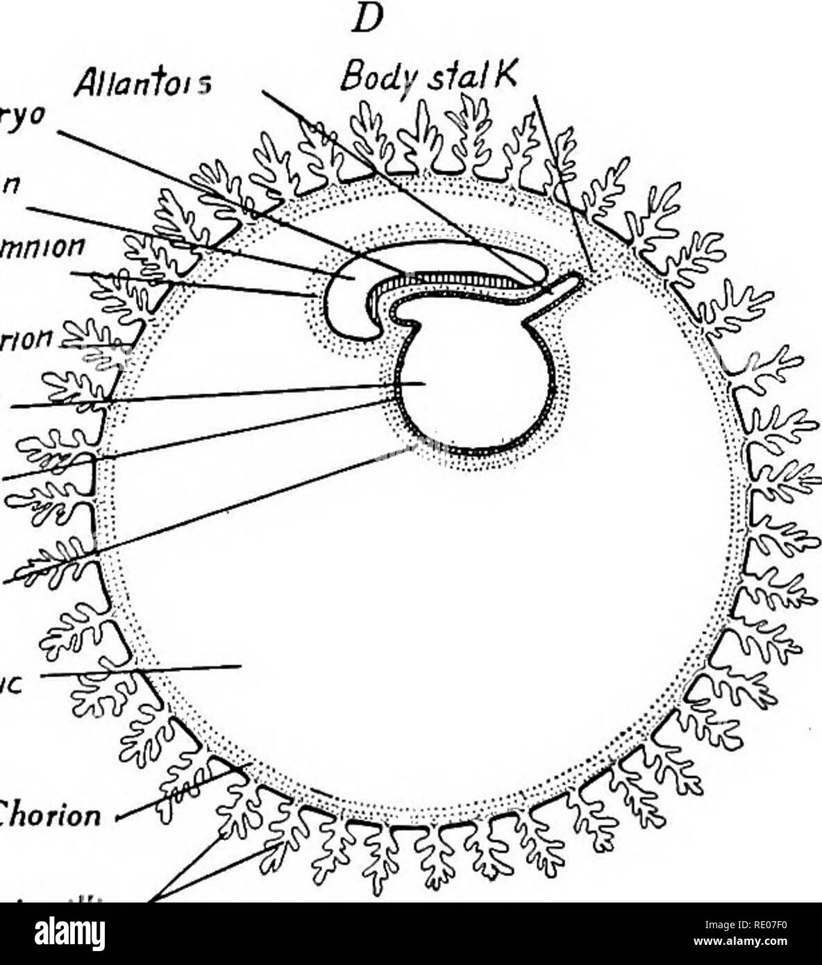 . Un manuel de laboratoire et texte-livre de l'embryologie. L'embryologie. RmeSoderm splanchnique cavité embryonnaire de l'ectoderme de l'amnios le mésoderme ectoderme de chorion amnios de cavité de vitellus. Entoderm de résorption du sac vitellin de mésoderme extraembryonnaire-sac vitellin allantoïde ' coelome coelome extraembryonnaire mésoderme de Chorion. Villosités choriales Fig. 70.-quatre schémas montrant les étapes de l'hypothétique début de l'embryon humain (basé sur des chiffres de Robinson et Minot). l'ectoderme de l'embryon humain début donne lieu à un épaississement de la couche extérieure, le trophoderm (couche d'éléments nutritifs et syncytial). Lorsque l'embryon en développement entre en contact avec Banque D'Images