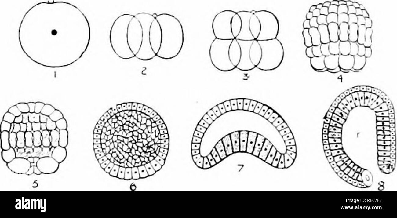 . Contours de la zoologie. Zoologie. 4i8, l'amphioxus. CEPHALOCHORDA le pôle animal. Le blastosphere, qui est le résultat final de la segmentation, invaginates à former un de la gastrula. Le long de la ligne médio-dorsale de la gastrula les cellules de l'ectoderme lavabo dans légèrement de manière à former une rainure. C'est la rainure médullaire, qui ici suit un parcours inhabituel de développement. Au lieu de fermer immédiatement pour former un canal, la rainure de carbone l'intérieur, et l'ectoderme latéral se développe sur elle avant la fermeture a lieu. Plus tard, la gorge forme le tube médullaire, qui s'ouvre dans l'intestin par le canal ; à l'neurenteric Banque D'Images