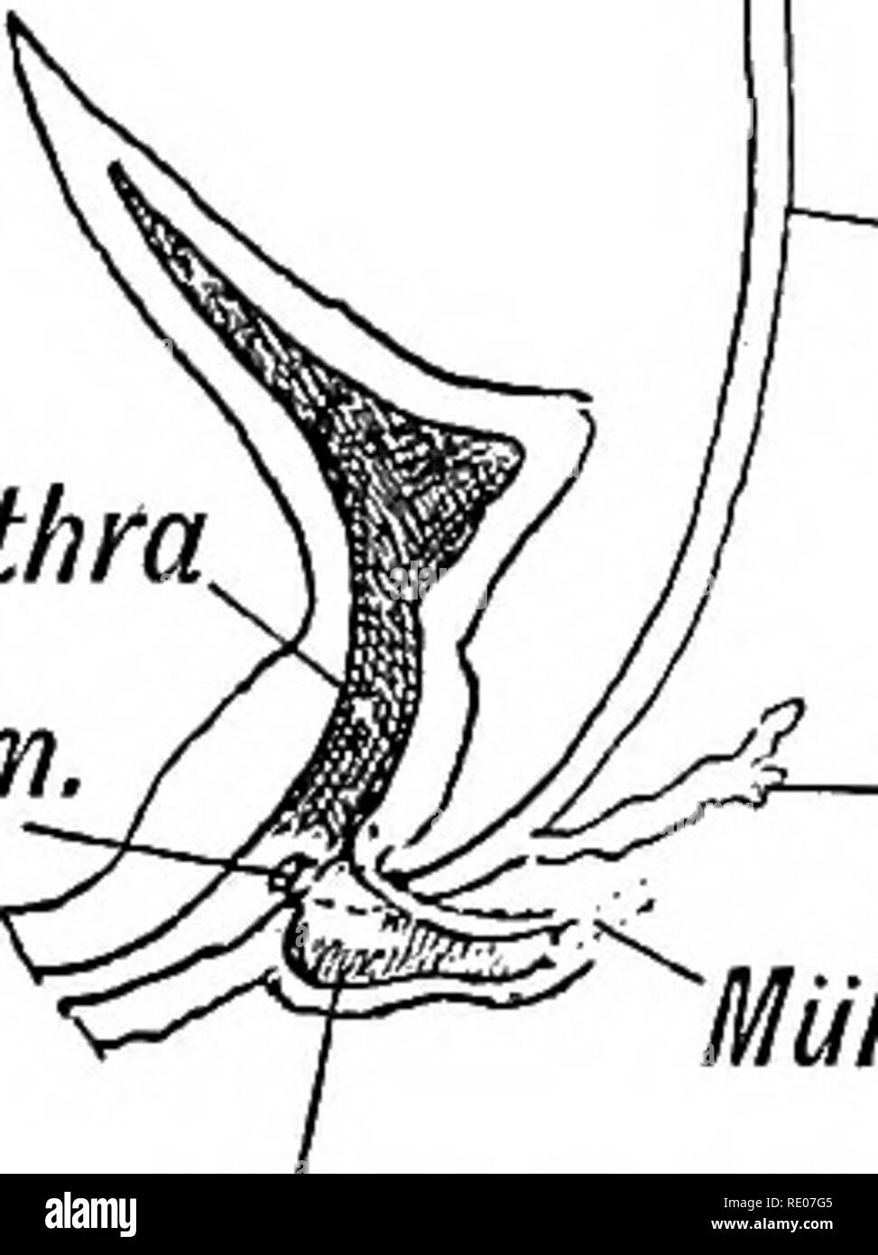 . Les droits de l'embryologie et de morphologie. L'embryologie, l'homme ; la morphologie. L'uro-génitales système. 107 (2) Le canal déférent et le canal éjaculateur. Le conduit s'ouvre, comme dans la femelle, à chaque côté de l'utérus masculinus dans l'urètre prostatique ; Épididyme conduit Mullerian. uasa. oblitJ. aber, ouvert com ejac. d'air. Veuillez noter que ces images sont extraites de la page numérisée des images qui peuvent avoir été retouchées numériquement pour plus de lisibilité - coloration et l'aspect de ces illustrations ne peut pas parfaitement ressembler à l'œuvre originale.. Keith, Arthur, Sir, 1866-1955. Londres : E. Arnold Banque D'Images