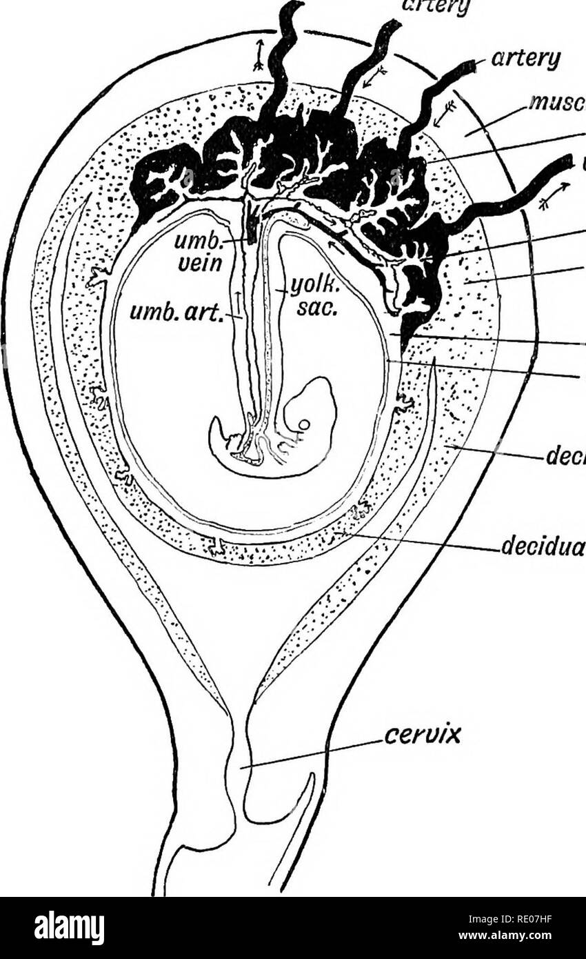 Les droits de l'embryologie et de morphologie. L'embryologie, l'homme ; la  morphologie. Les droits de l'EMBKYOLOGY MOEPHOLOGY 98 et de l'atrophie,  reflexa. et de cette façon, le placenta discoïde de l'homme