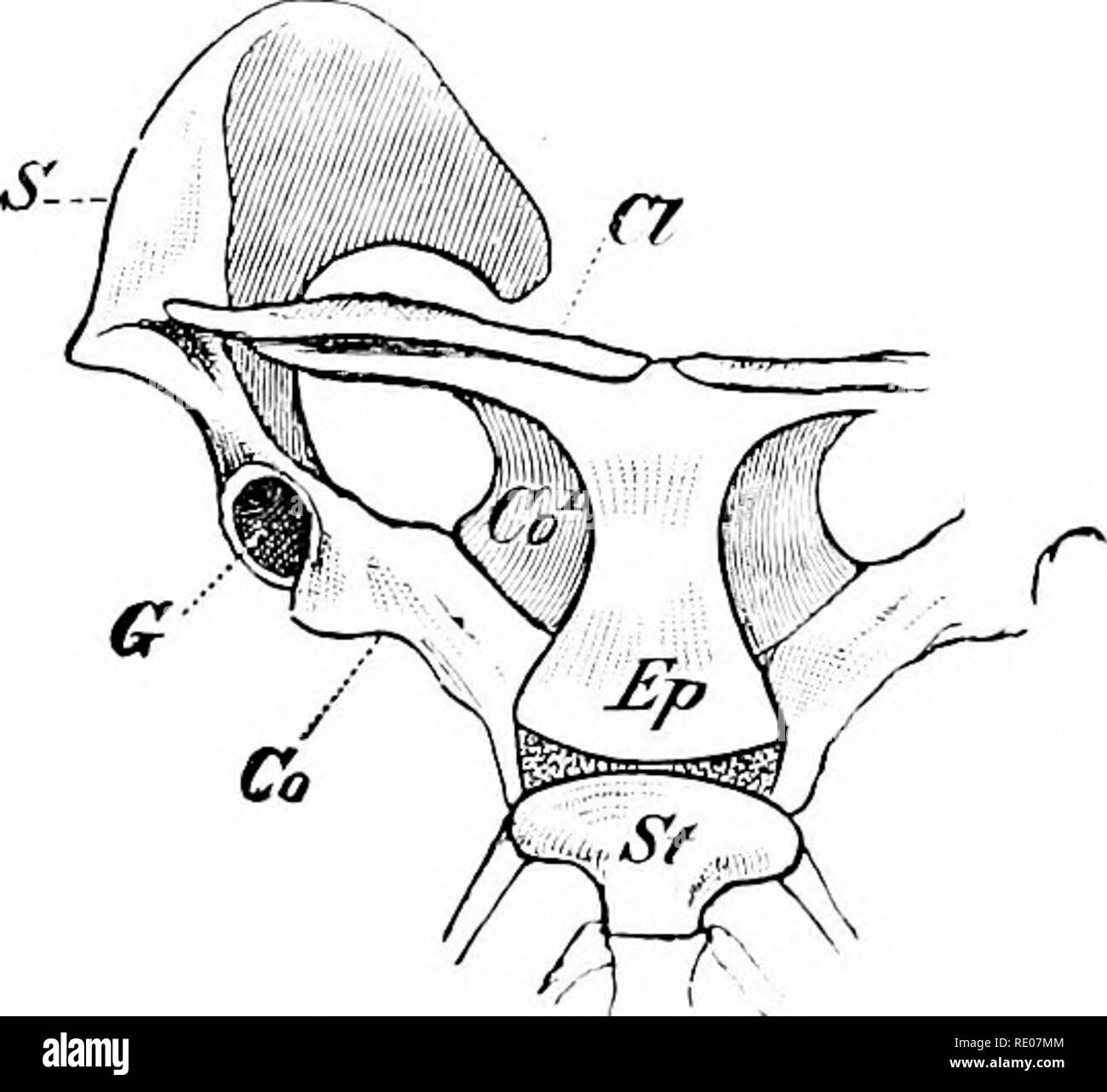 Un manuel de zoologie. Zoologie. 622 ACCORD À A. deux côtés se rapprochent  pour un seul os allongé verticalement à l'intérieur de la cloison nasale ;  le palatin et ptérygoïde sont