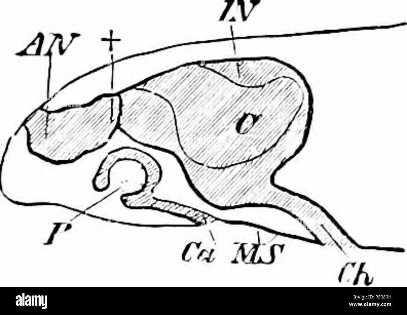 . Un manuel de zoologie. Zoologie. ir. Vertébrés. 539 phibia, lézards, serpents, oiseaux et clioana^ est loin en avant, la mâchoire beliind upjoer tnrtles ; dans les alligators, et les mammifères, il est mis en avant, loin de crocodiles et quelques mammifères (edentates) près de la colonne vertébrale. Cette position est bronght à propos de par le développement du palais dur, un mur de séparation qui divise la cavité buccale primitive en deux parties, une plus faible, la persistance de la cavité buccale, ou secondaire et supérieur, qui, comme l'écoulement nasal secondaire fig- 573.-Diagramme de nez de •J. j -1, 4- i ii • lézard. (Après), cavité Baptist Gmünder. c Banque D'Images