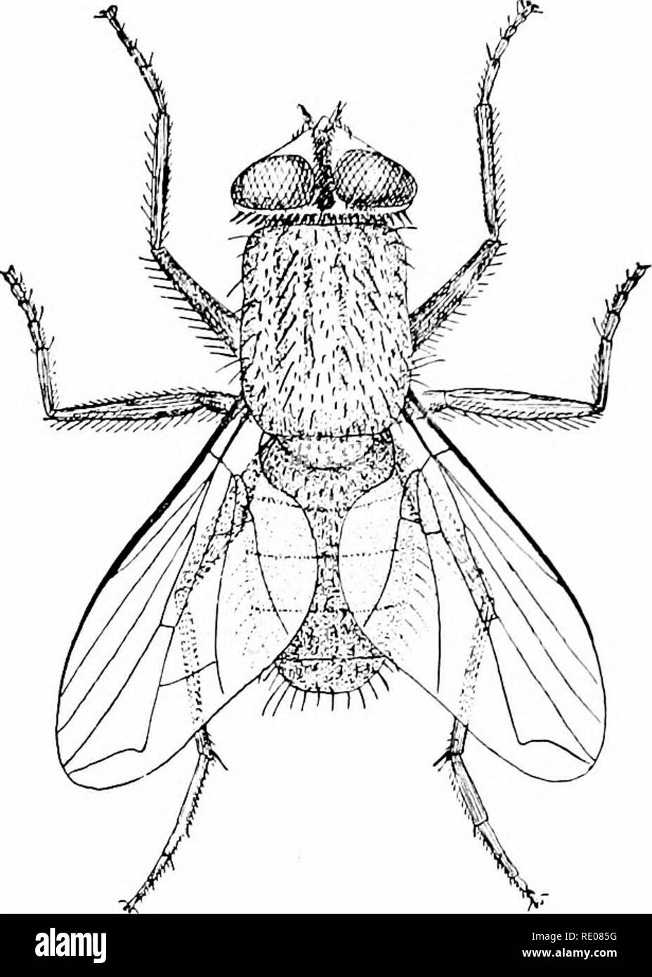 . Un manuel de zoologie. Zoologie. 492 ABTHIiOPODA.. Fig. 530.-il/iwfa, mouche domestique (orig.). les Hyménoptères, fortement marqué de la tête de l'OIF et de l'abdomen, ses somites étant souvent fixées. Le développement est holometab- olous, deux sortes d'larvai et nymphe3 se produisant dans son cours. Le larvaj sont toujours apodal, mais ont une tête distincte avec des pièces buccales qui piquent ou ils sont et sans tête d'un liave rudimen- taire de l'appareil de succion (fig. 531). La nymphe ? Corresj^ondingly sont soit gratuitement, avec des pouvoirs de motion, ou sont jiuj coarctataj^ffi (p. 474). Donc de multiples possibilités de développement de caractères d'importation systématique Banque D'Images