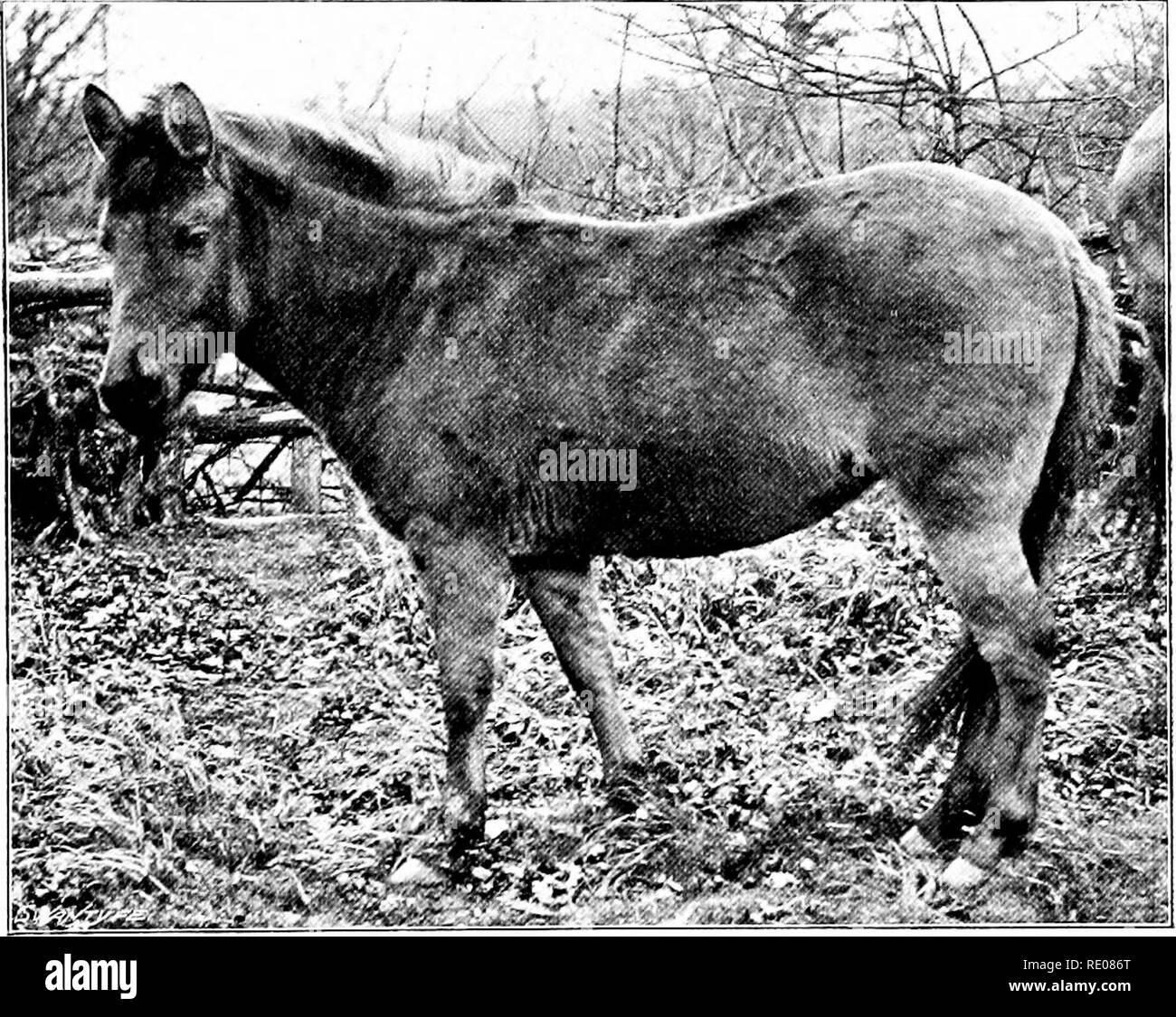 . Le Penycuik expériences. L'hybridation ; Telegony ; Chevaux ; 1899. Et TELEQONY EEVEESION. 119 certainement tous les poulains chevaux qu ne passent pas par un stade à rayures. D'autre part, si une bande dorsale et de la jambe- rayures sont présentes dans l'un des parents, l'enfant peut être tout à fait dépourvu de rayures. Par exemple le plus remarquable que j'ai rencontré des rayures étant rares et obscurs dans l'oiispring, si nombreux dans l'un des parents, est un hybride de zèbre (Fig. 37) produites par Lady Meux.* Le barrage dans ce cas était un le zèbre de Burchell mare (la peau, fig. 38, de la Fig. :I7.. Zebra ? L'^ hybride. (Br Banque D'Images