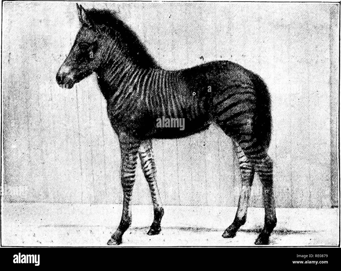 Le Penycuik Expériences Lhybridation Telegony Chevaux - 