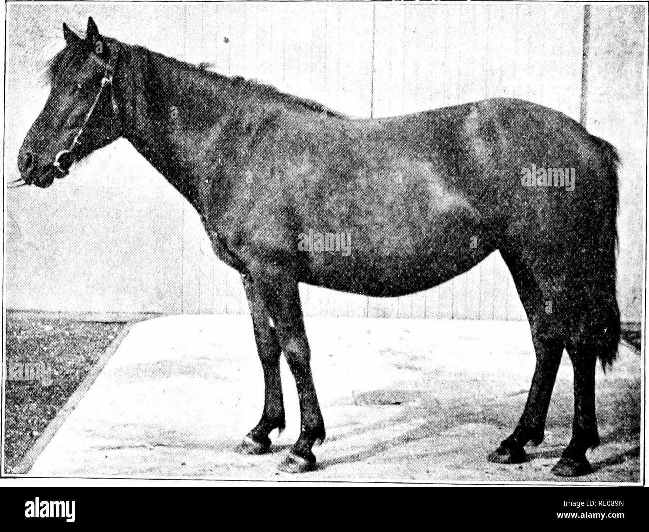 . Le Penycuik expériences. L'hybridation ; Telegony ; Chevaux ; 1899. II TELEGONY EEVERSION ET. un temps mjr tenter de franchir les juments de zebra stallion semble destiné à l'échec. Au cours du temps, cependant, certains des diiEciilties ont été surmontés, et le 12 août 1896, un zèbre-cheval-hybride fait son apparition. Depuis, quatre autres hybrides zebra sont arrivés, et d'autres devraient l'été prochain (1898), le tout par le même père. Une photographie de la première hybride (Romulus) avec sa mère (mulâtres) a été reproduit dans le domaine de Septembre 19th, fig. 16.. Mulâtre. 189, paragraphe 3, ainsi qu'une courte description du père, Banque D'Images