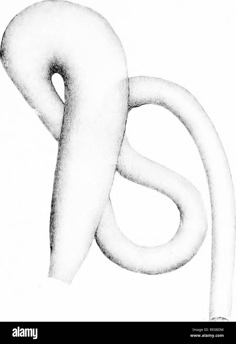 . Anatomie et physiologie des Polygyra Albolabris et Limax maximus et embryologie de Limax maximus . Limax maximus ; gastéropodes. Planche 6. Veuillez noter que ces images sont extraites de la page numérisée des images qui peuvent avoir été retouchées numériquement pour plus de lisibilité - coloration et l'aspect de ces illustrations ne peut pas parfaitement ressembler à l'œuvre originale.. Simpson, George Bancroft, 1844-1901. Albany : Université de l'État de New York Banque D'Images