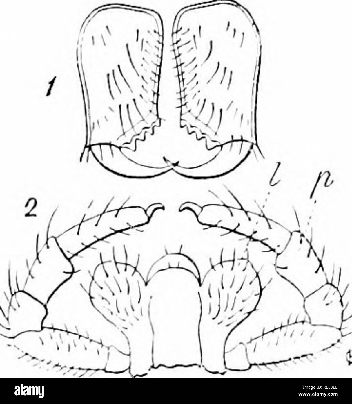 . Un manuel de zoologie. Zoologie. //. ARACUNIDA AOEEATA :. 445 qui porte six paires d'appendices ; les quatre paires postérieures, con- sisting typiquement de sept articulations, locomotrice sont, de sorte que les bandes- sion de huit pattes est aussi caractéristique pour un arachnide que dix d'un décapode ou six pour un hexapode. La première paire d'adjoindre- age, le clielicercB (fig. 459), sont, la deuxième, préorale ot : j)L'edi2)alpi, en regard de cette ouverture. Les chélicères sont courtes et con- sist de deux ou trois articulations, le terminal soit conjointe se rabat sur l'autre ou, en pince-comme une réunion, pouce opposable. Dans la si)iders Banque D'Images