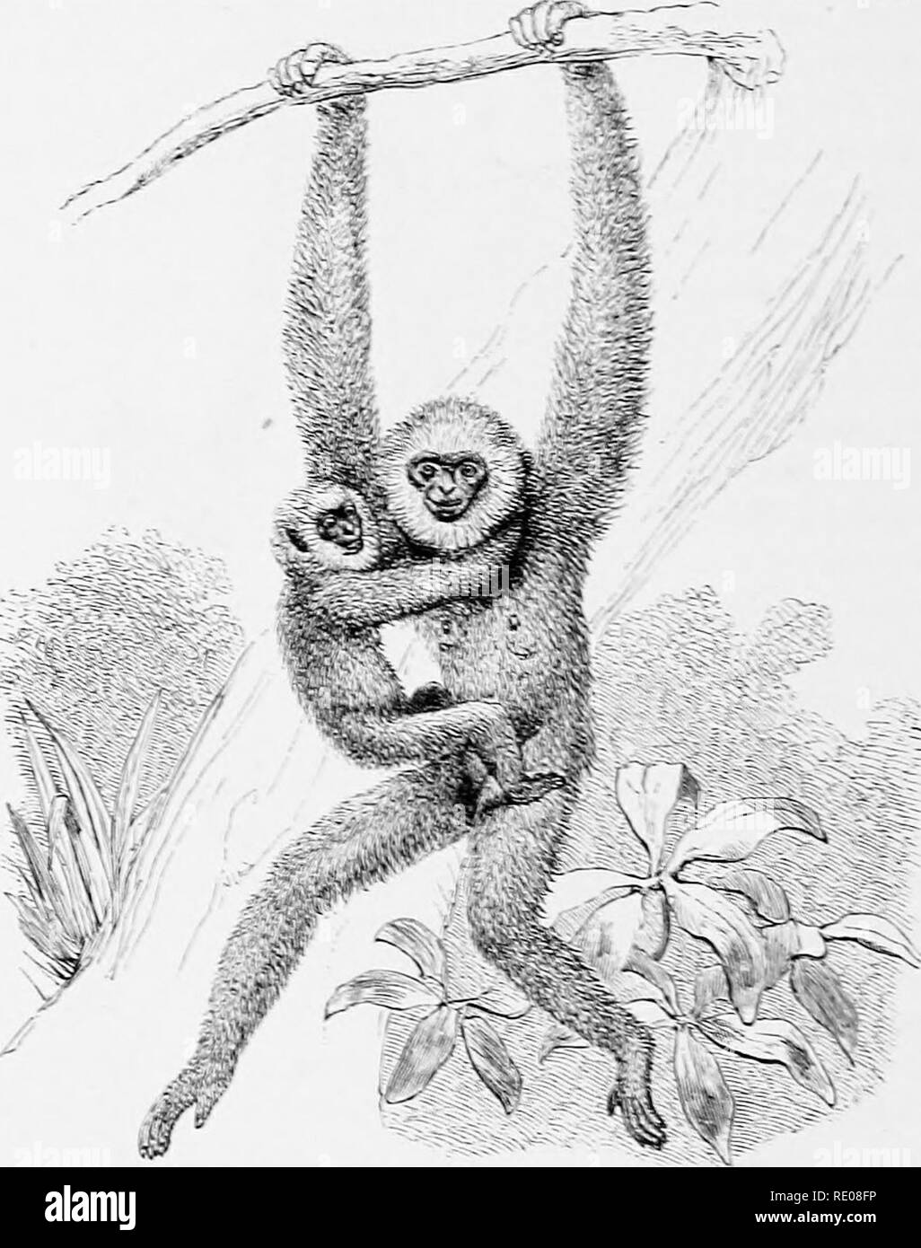 Gibbon manger Banque d'images noir et blanc - Alamy