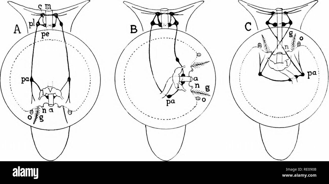 . Un manuel de zoologie. Zoologie. comme en hibernation, ils peuvent fermer le shell par un plateau calcaire, le ejji- jihragin. Au printemps ce se sépare de l'enveloppe et s'est perdue. Plus gnstei opods dans l'interpréteur est enroulé vers la droite, mais dans certaines espèces (fig. 3G3) les verticilles sont constamment tourné vers la gauche, tandis que les spécimens inversée surviennent parfois dans de nombreuses espèces qui sont normalement un décrochement dextre. Dans le shell il y a au plus deux couches, une couche lamellaire (pas toujours présent), qui parfois est très irisé, et d'une couche d'porcellanous, fig.3to.-sinistralshell""l"* Banque D'Images