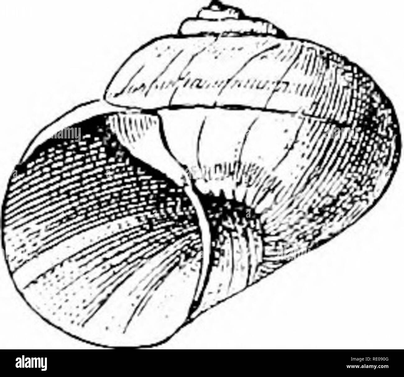 . Un manuel de zoologie. Zoologie. A. MOLLUSQUES. comme en hibernation, ils peuvent fermer le shell par un plateau calcaire, le ejji- jihragin. Au printemps ce se sépare de l'enveloppe et s'est perdue. Plus gnstei opods dans l'interpréteur est enroulé vers la droite, mais dans certaines espèces (fig. 3G3) les verticilles sont constamment tourné vers la gauche, tandis que les spécimens inversée surviennent parfois dans de nombreuses espèces qui sont normalement un décrochement dextre. Dans le shell il y a au plus deux couches, une couche lamellaire (pas toujours présent), qui parfois est très irisé, et d'une couche d'porcellanous, fig.3to.-sinistralshell"&qu Banque D'Images